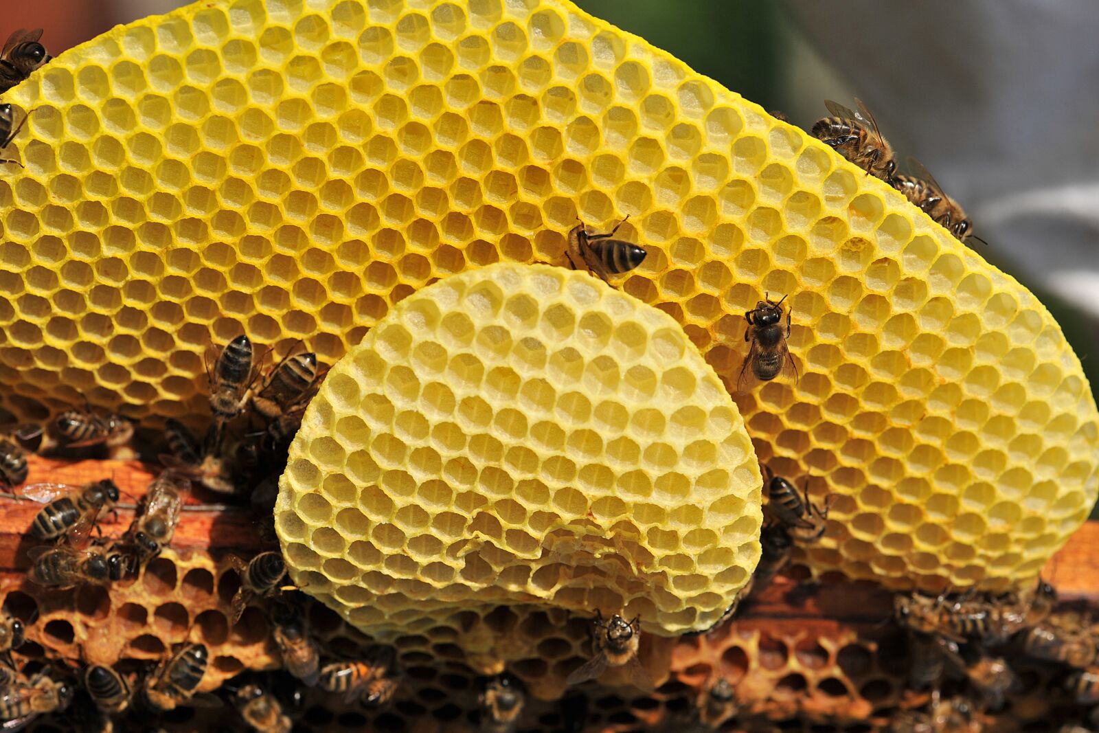 Nikon D3 sample photo. Bee, honey, pollen photography