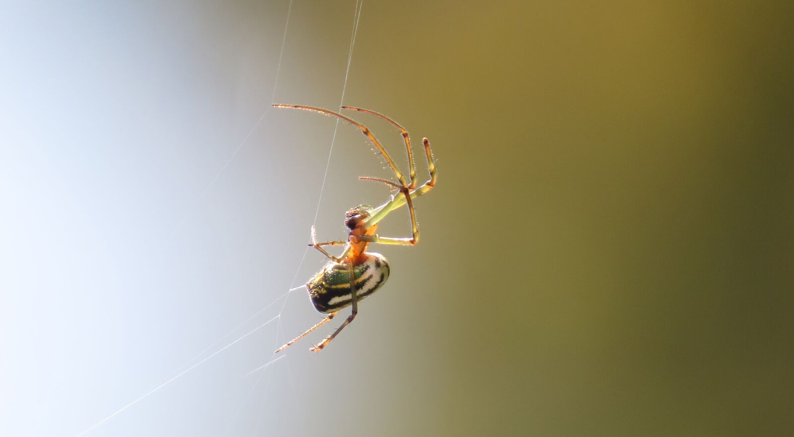 Canon PowerShot SX50 HS sample photo. Spider, insect, nature photography