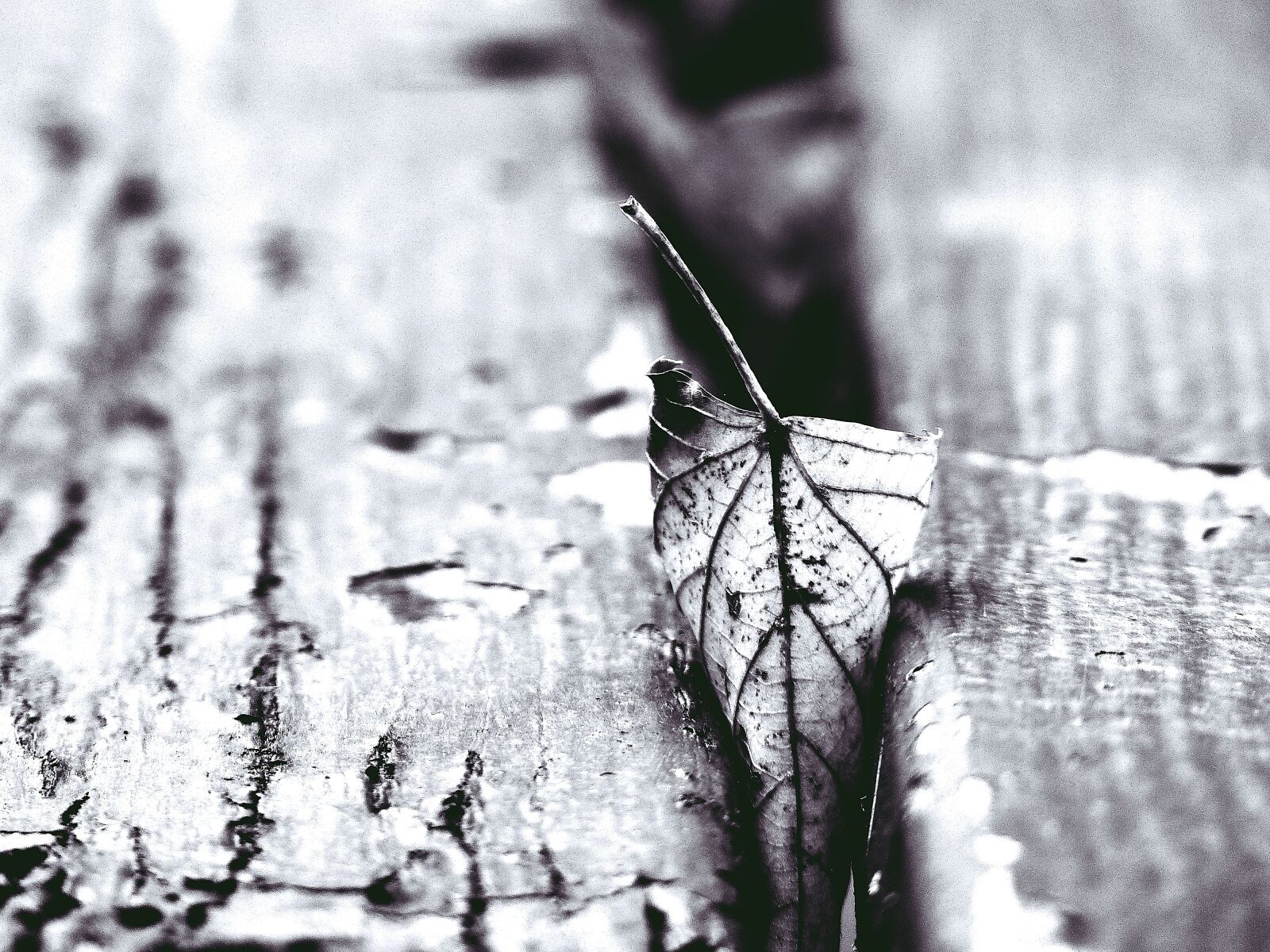 Panasonic Lumix DMC-FZ200 sample photo. Leaf, autumn, transience photography