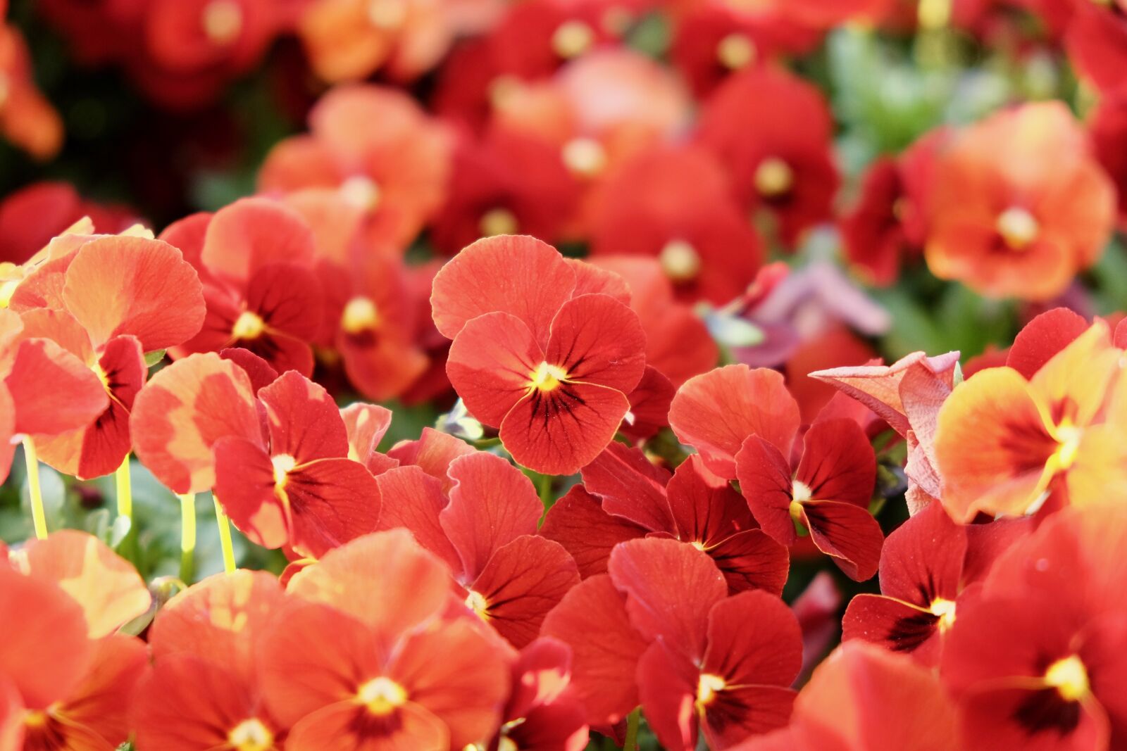 Fujifilm X-T10 sample photo. Pansy, red, colorful photography
