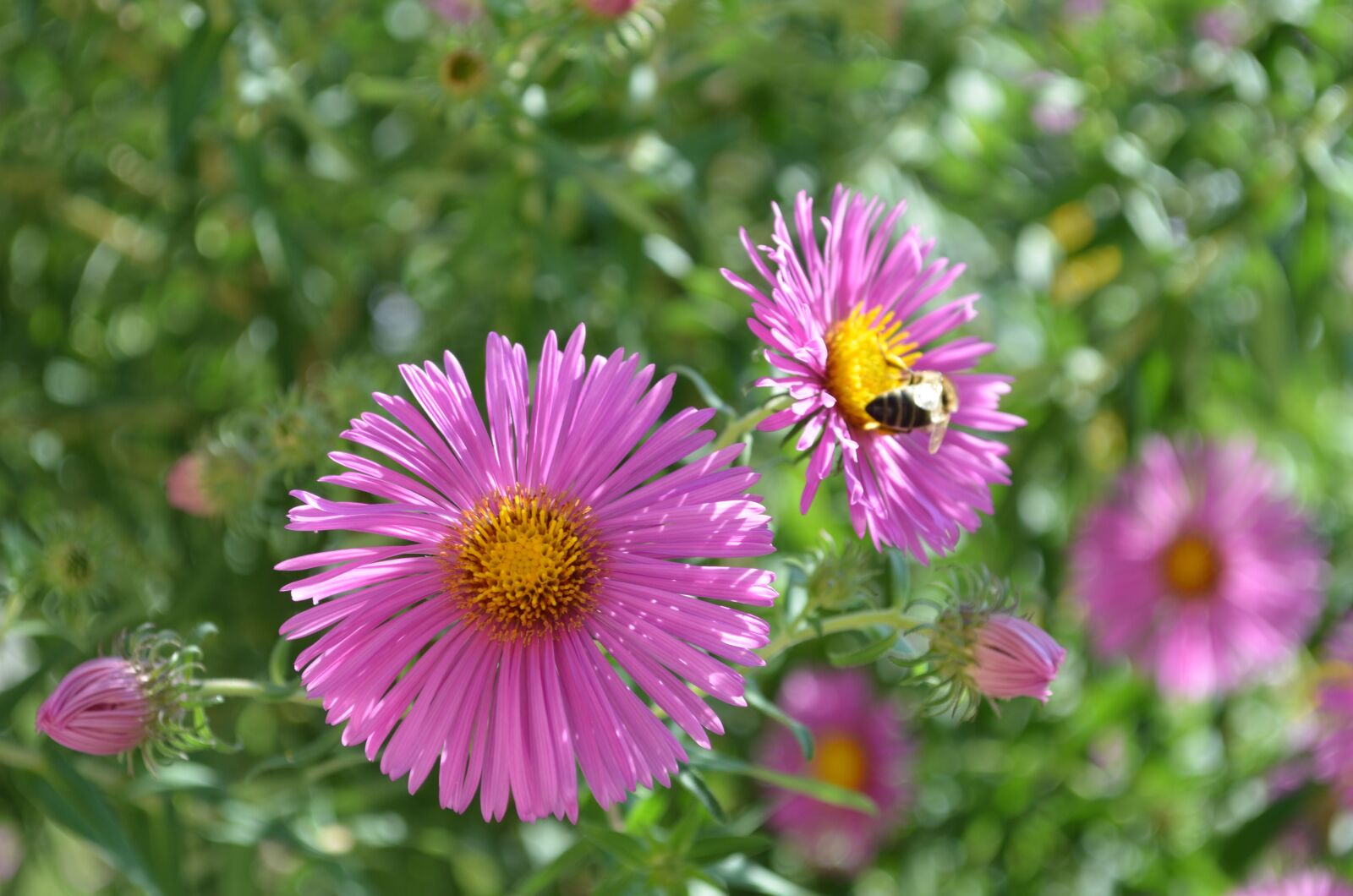 Nikon D5100 sample photo. Flower, plant, bee photography