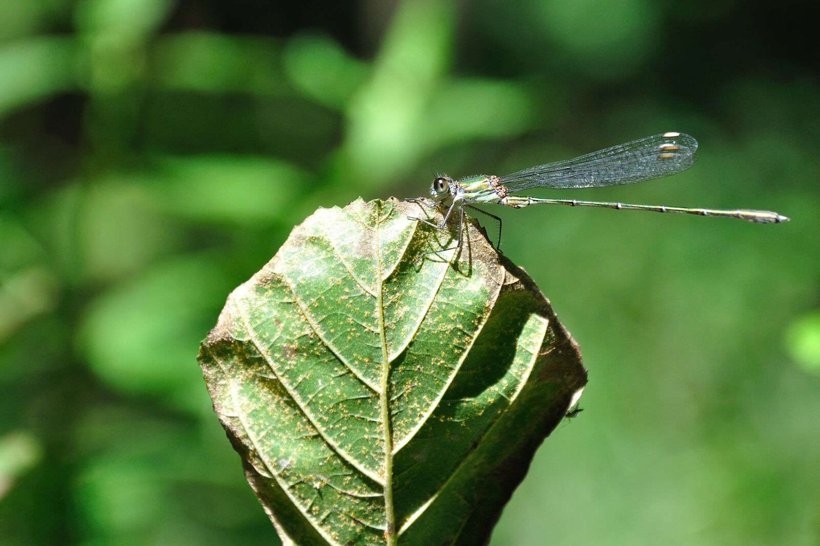Nikon D90 sample photo. Leaf, insect, dragonfly photography