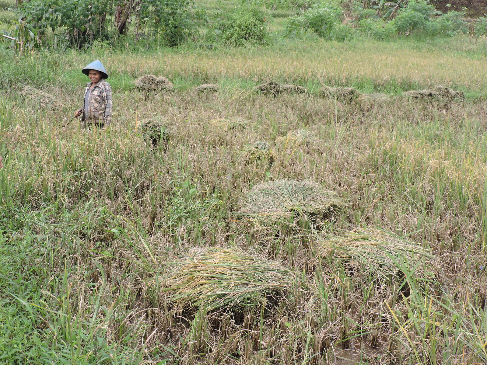 Nikon Coolpix P530 sample photo. Farmers, indonesia, rice, fields photography