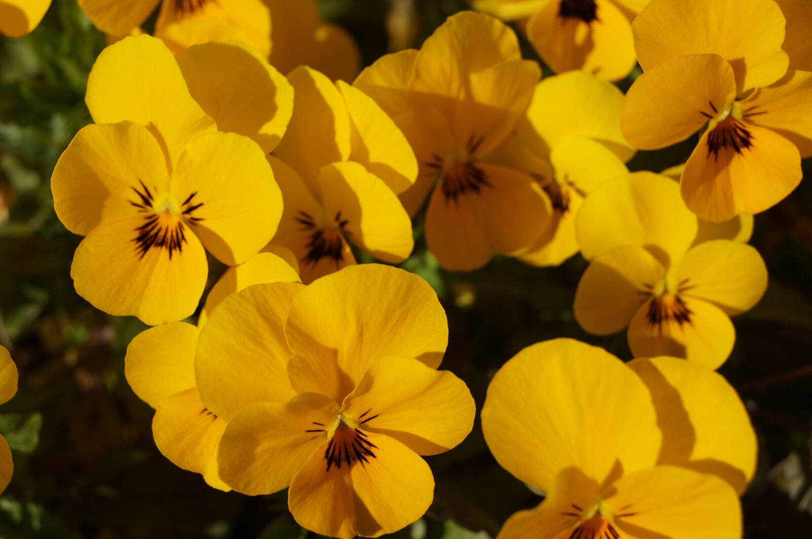 Sony SLT-A57 sample photo. Flowers, pansy, pansies photography