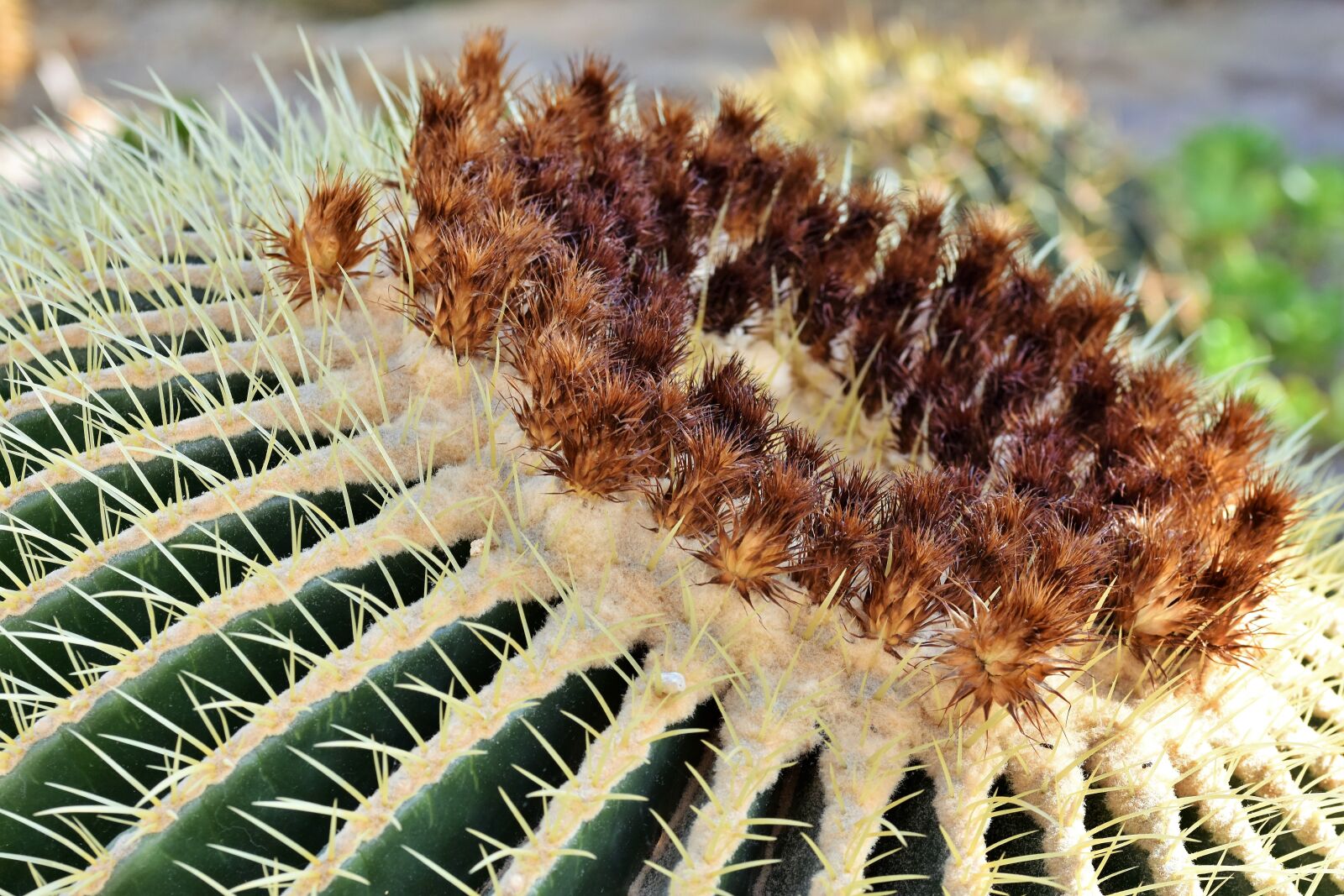 Nikon D7200 sample photo. Cactus, mother in law photography