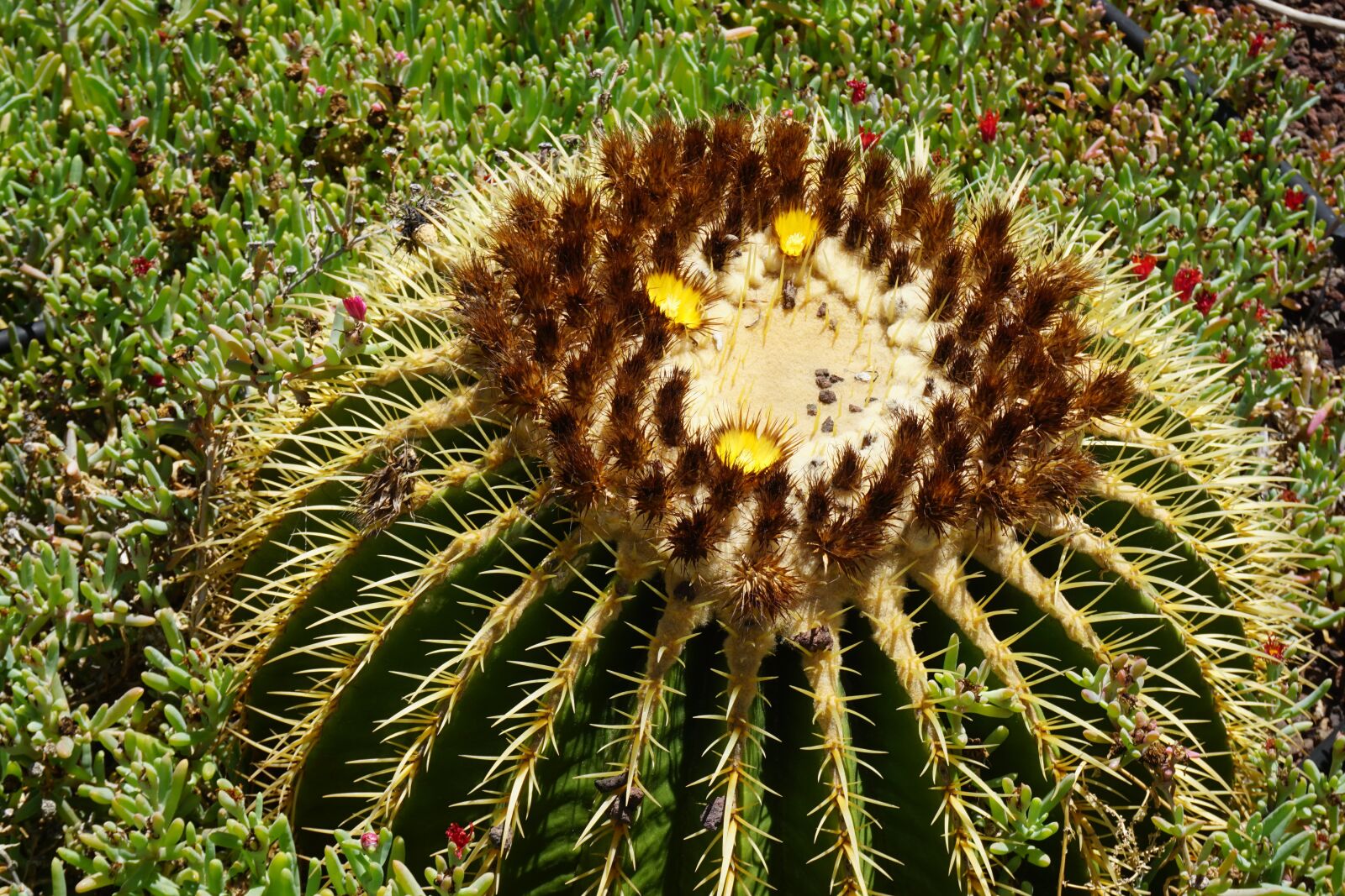 Sony E 16-50mm F3.5-5.6 PZ OSS sample photo. Plant, cactus, desert photography