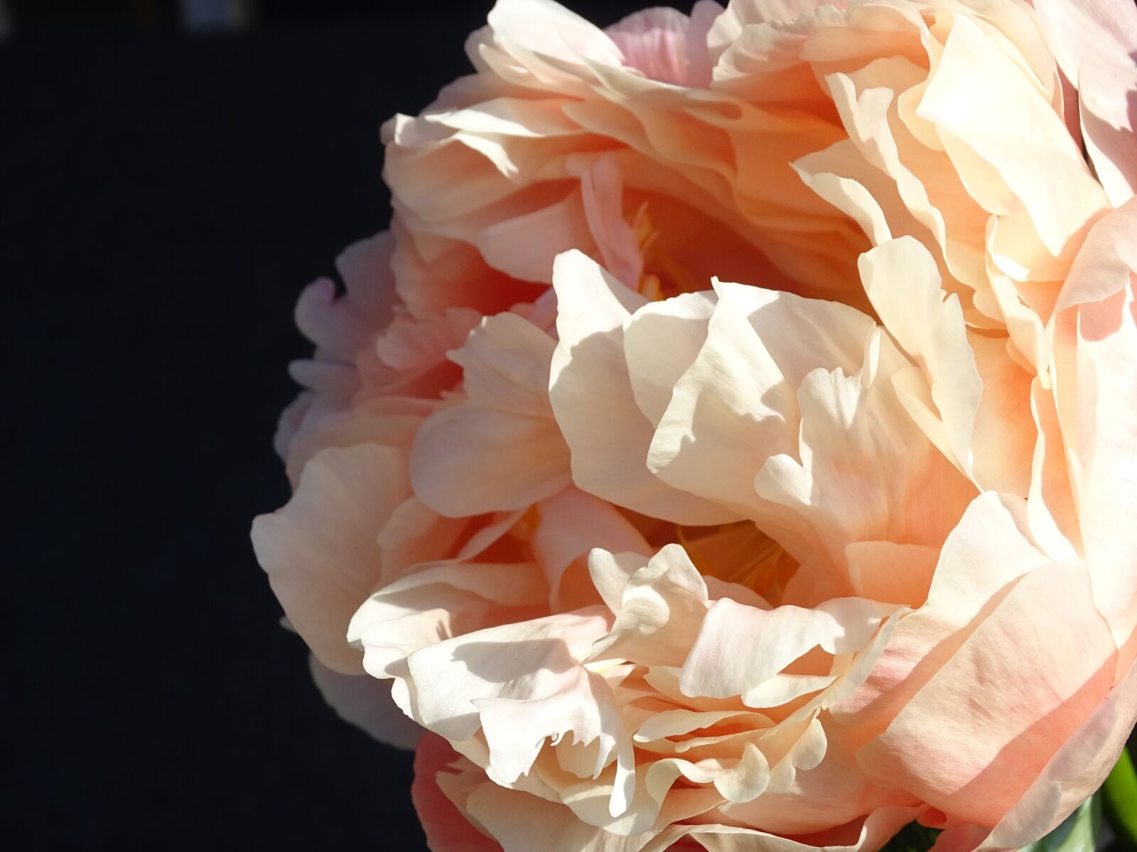 Sony Cyber-shot DSC-HX400V sample photo. Peony, diameter, garden photography