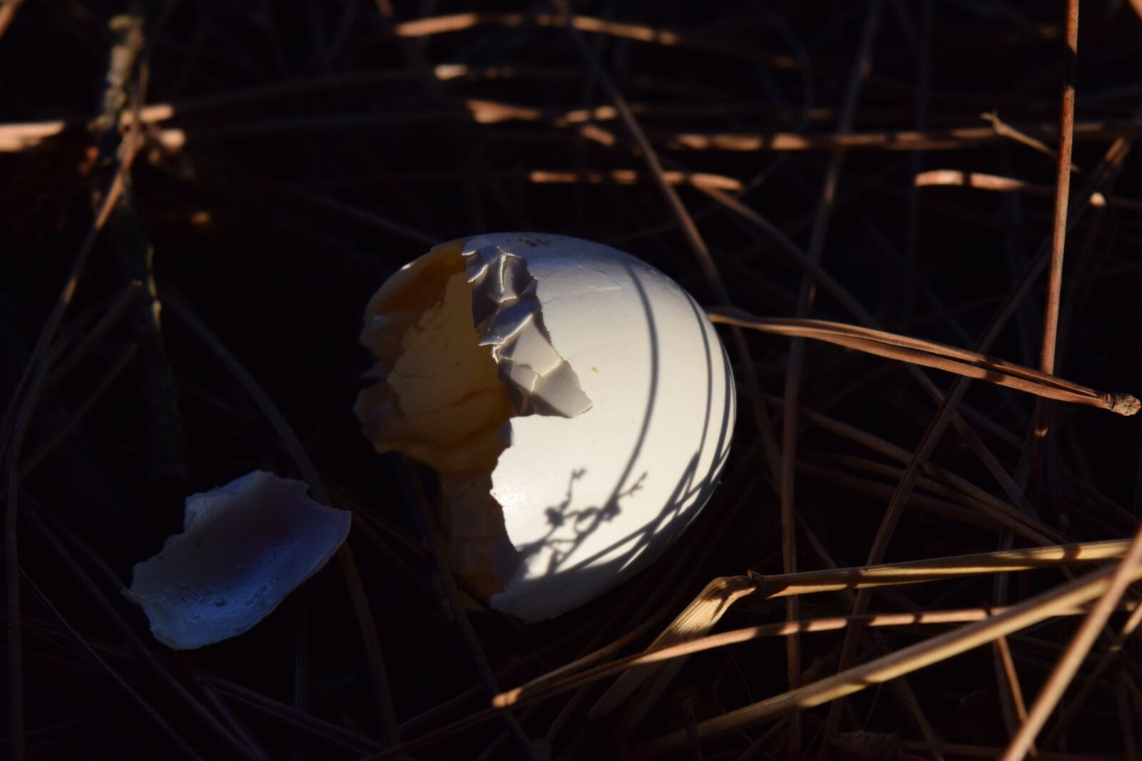 Nikon D3300 sample photo. Egg, eggshell, branches photography