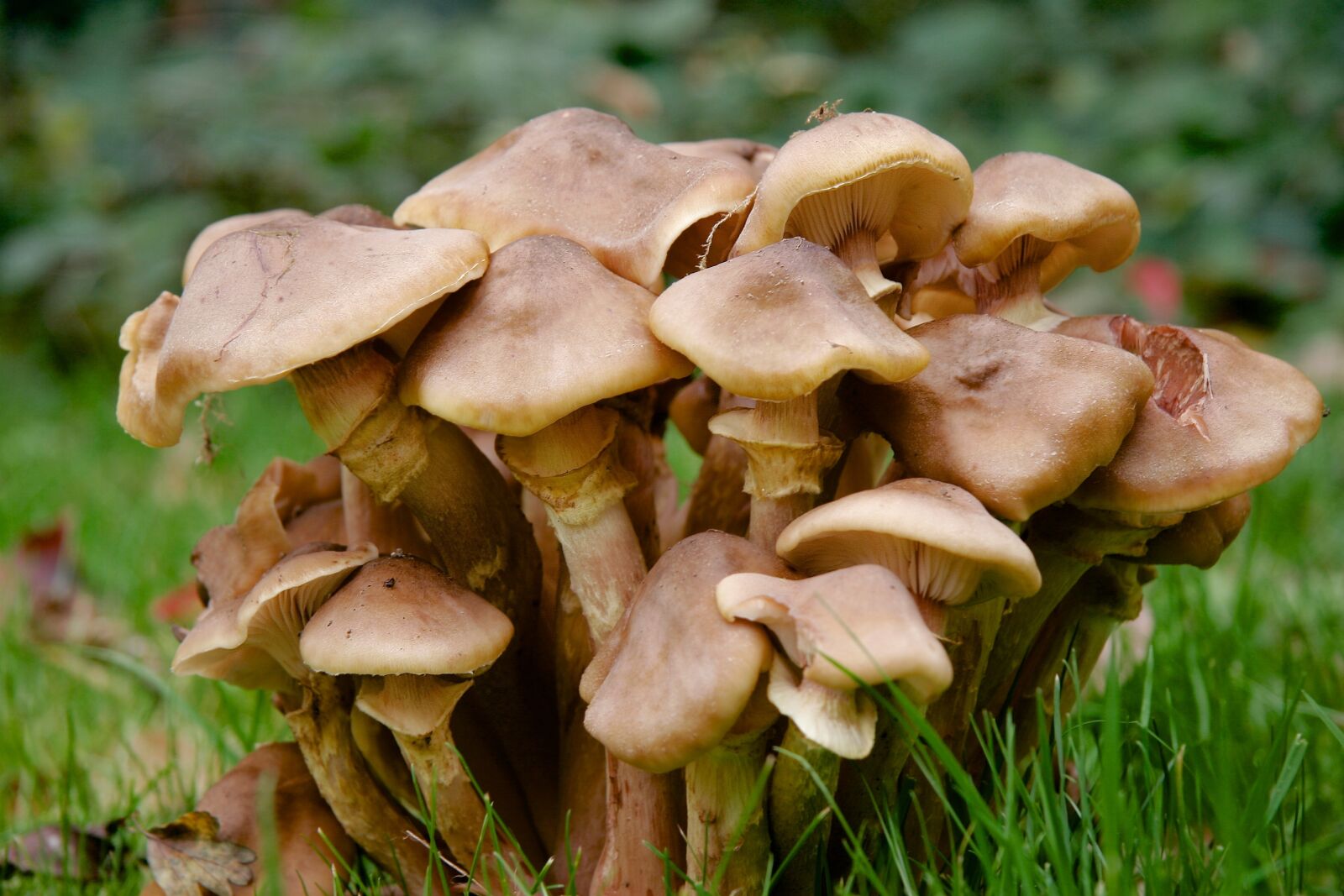 Canon EOS 20D sample photo. Mushrooms, close up, autumn photography