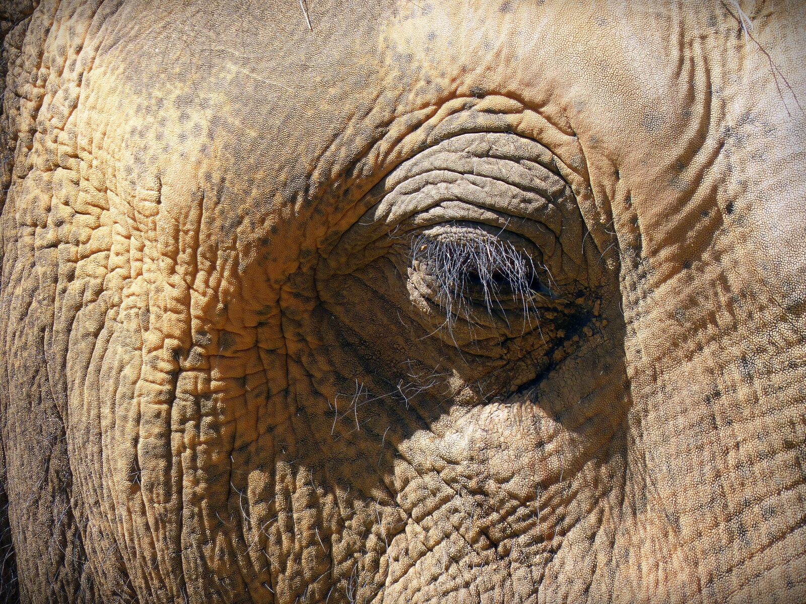 Panasonic Lumix DMC-FZ200 sample photo. Eye, elephant eye, skin photography
