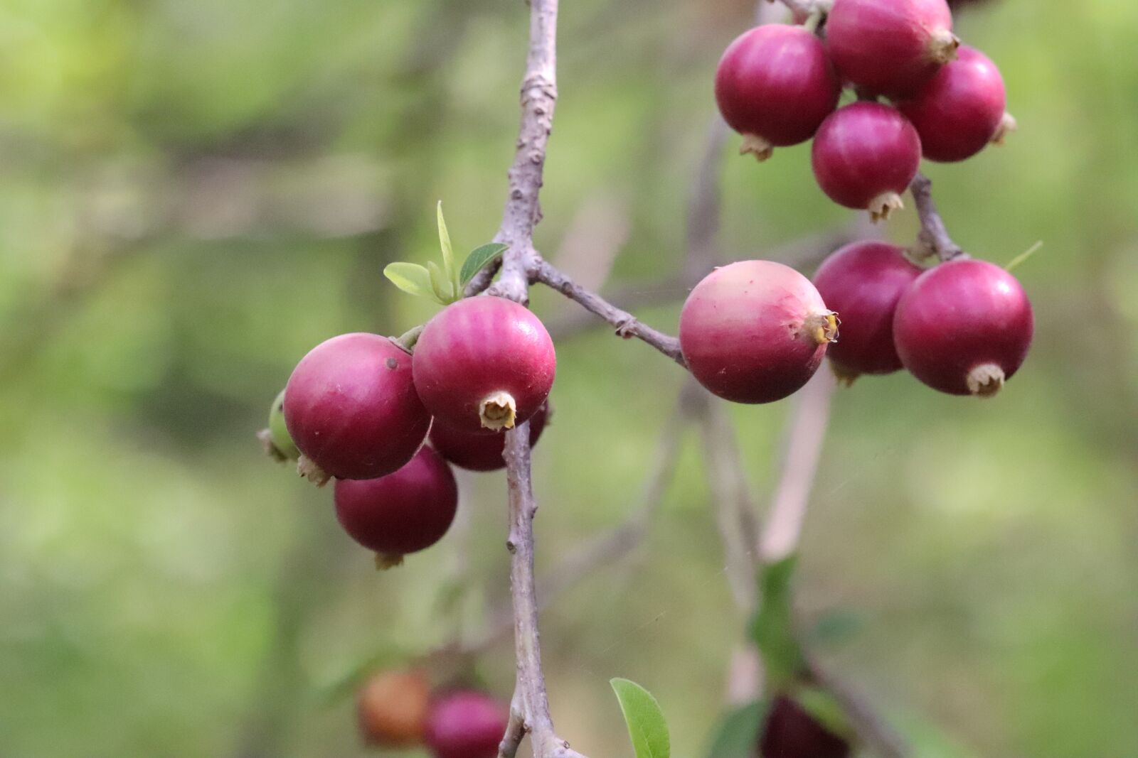 Canon EOS 77D (EOS 9000D / EOS 770D) sample photo. Purple, fruit, allangium photography