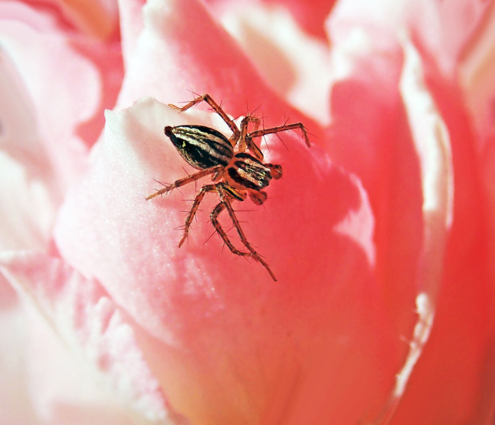Olympus TG-5 sample photo. Spider, insect, rose photography