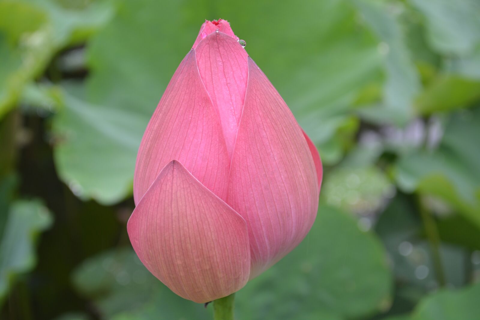 Nikon D5200 sample photo. Flower, plant, lotus photography