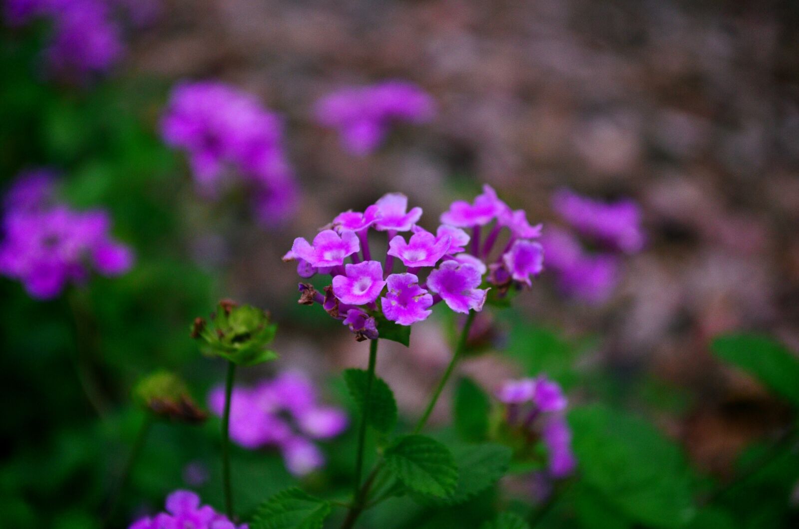 Nikon D5100 sample photo. Purple, flower, bloom photography