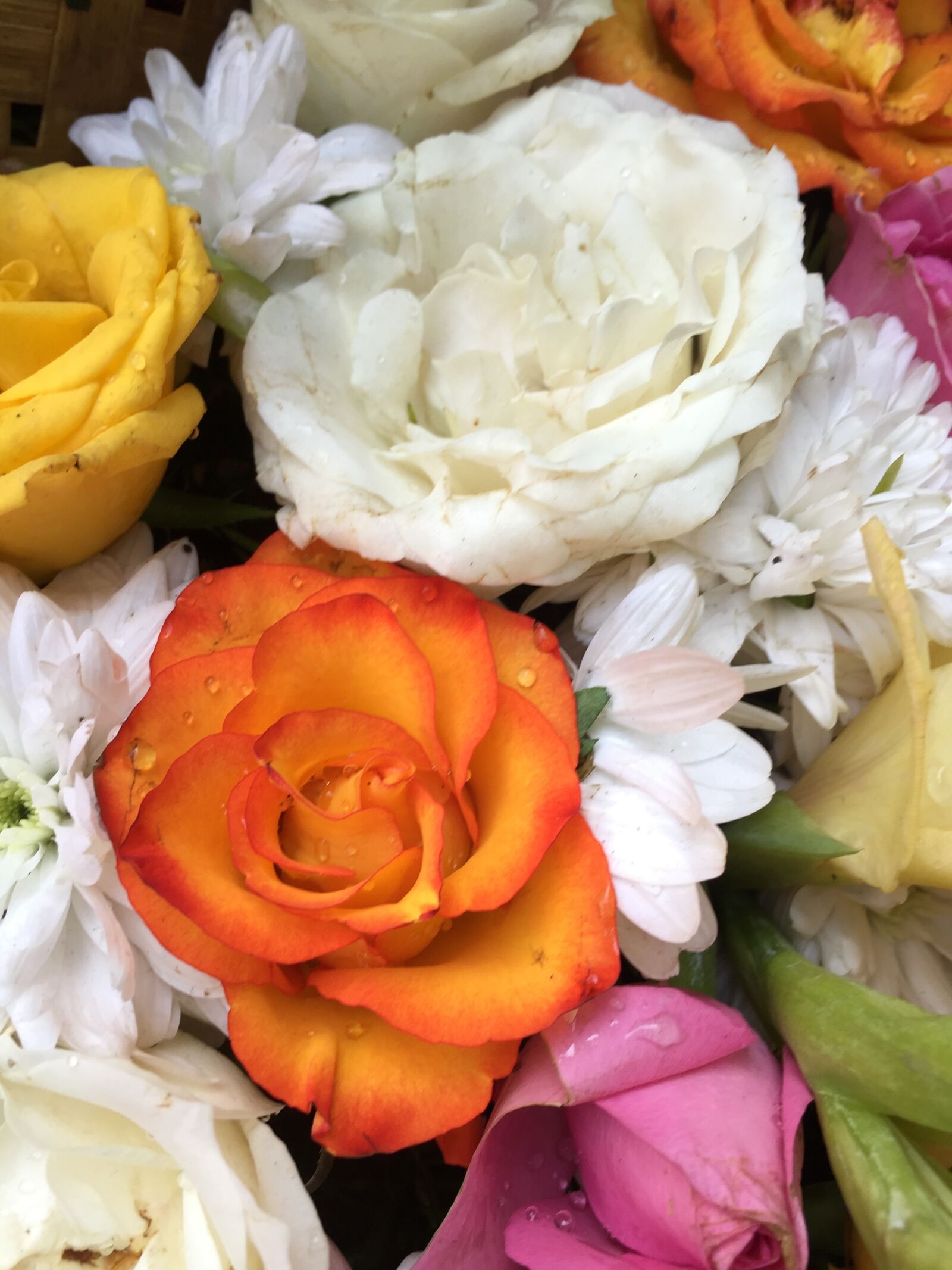 iPhone 6 back camera 4.15mm f/2.2 sample photo. Beautiful, flowers, flower photography
