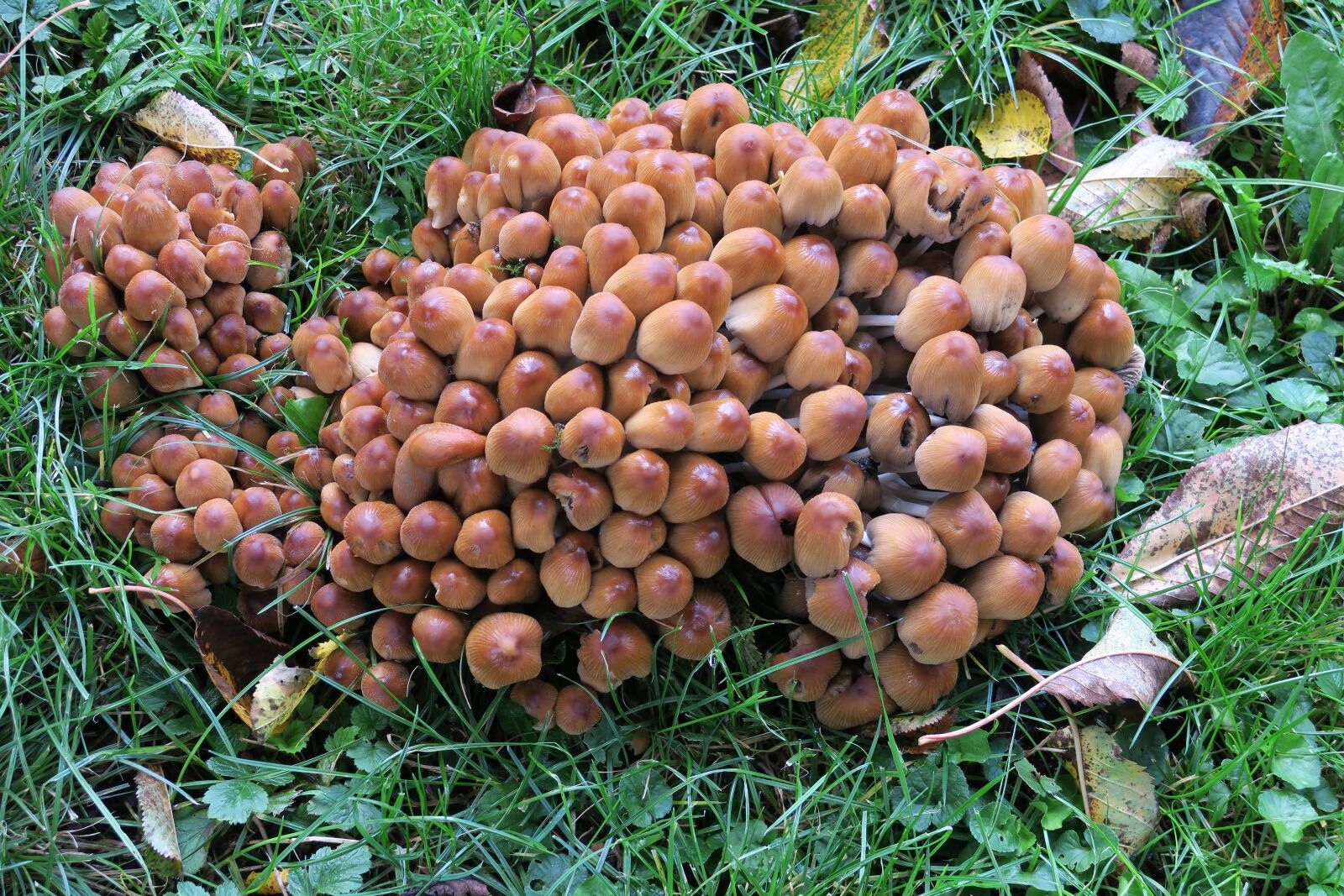 Canon PowerShot G3 X sample photo. Mushrooms, mushroom formation, mushroom photography