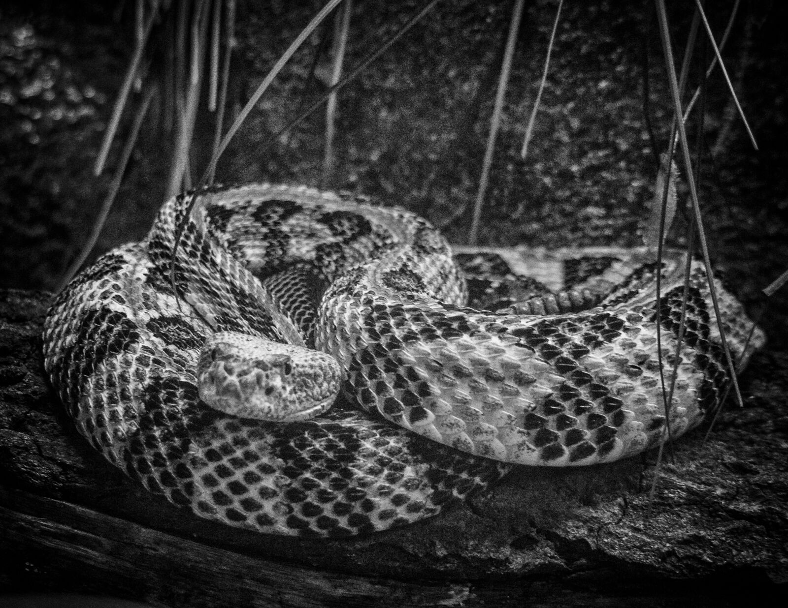 smc PENTAX-F 70-210mm F4-5.6 sample photo. Rattlesnake, snake, viper photography