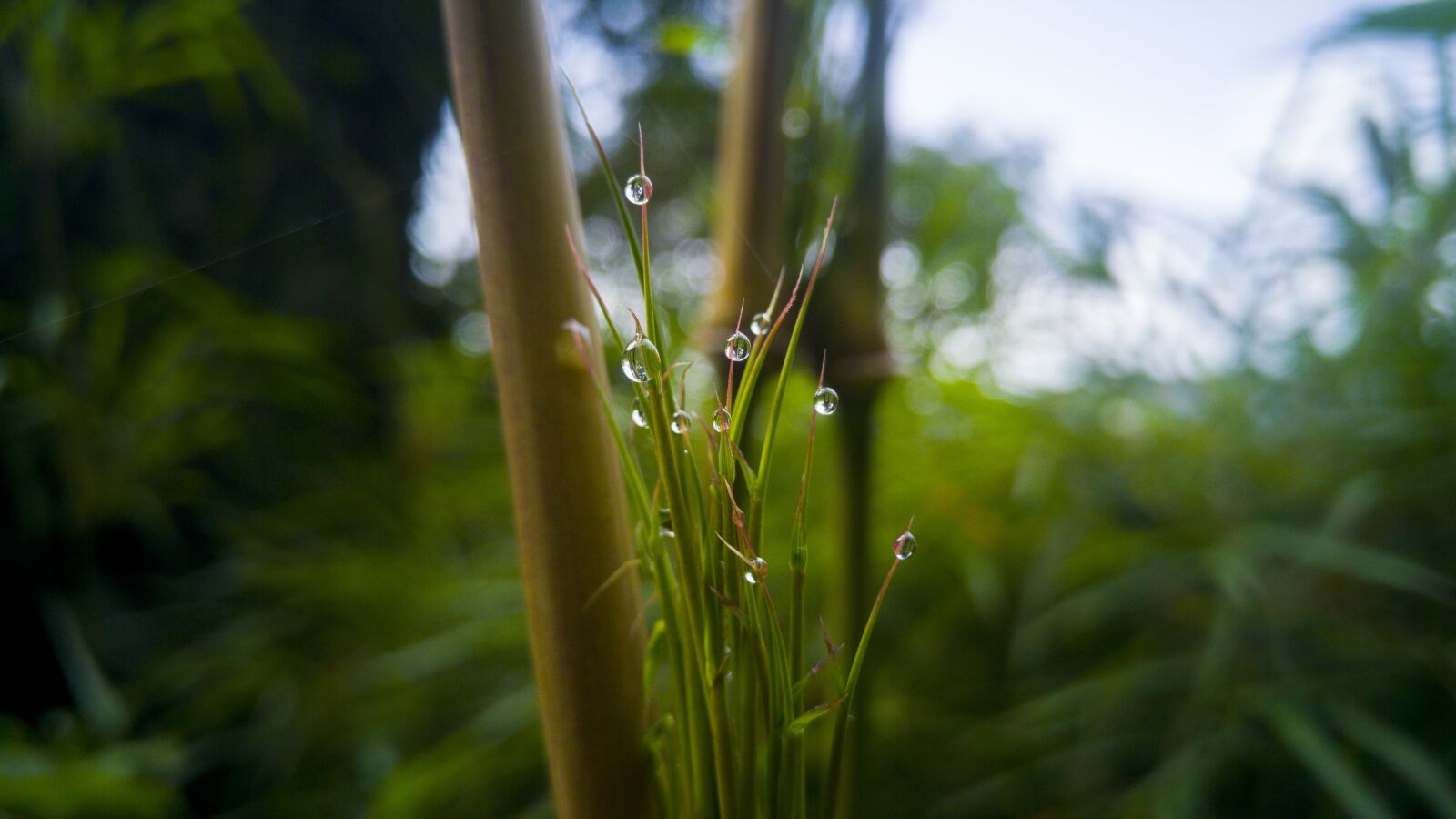 LG G4 sample photo. Nature, leaf, outdoors photography