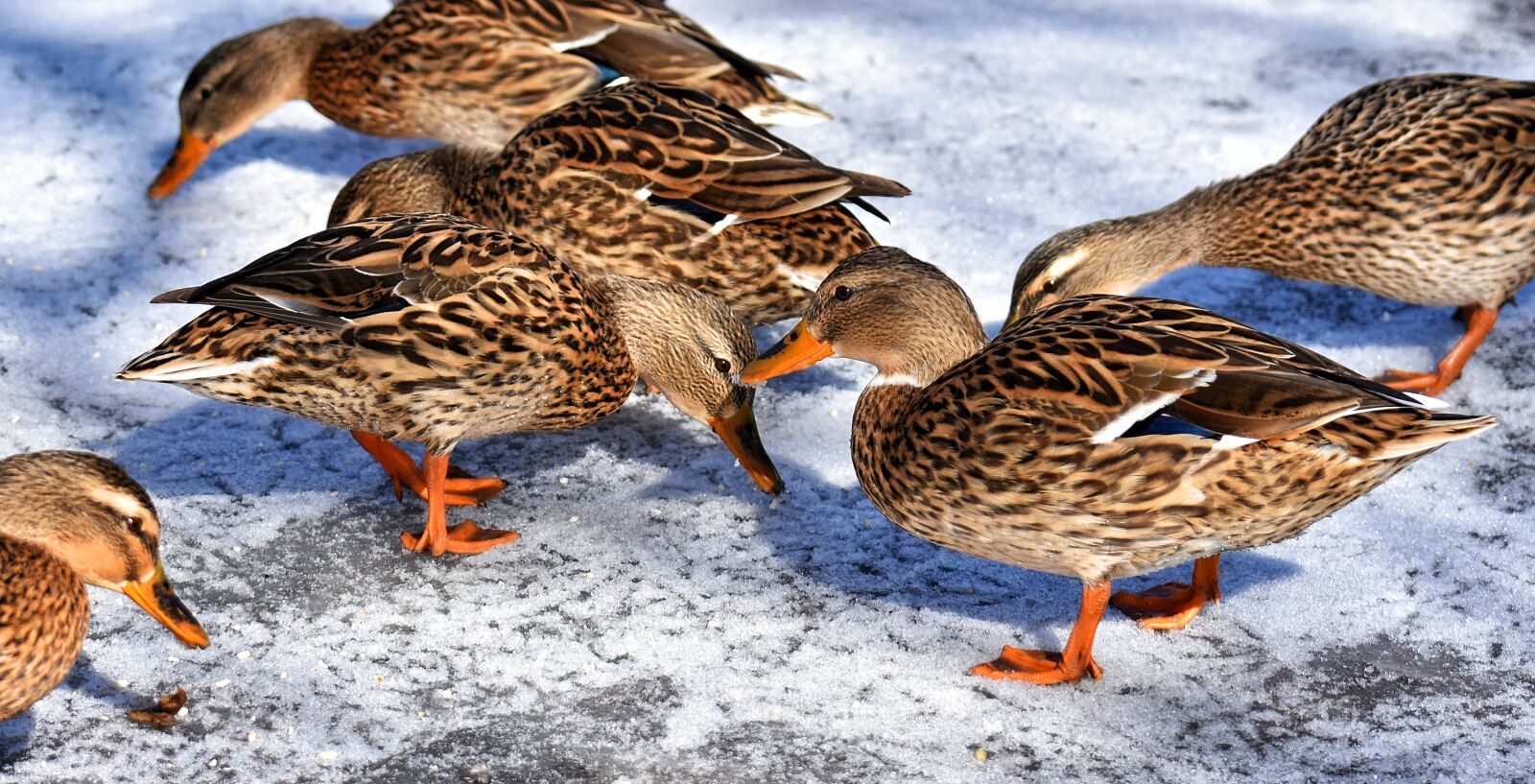 Nikon D7200 sample photo. Ducks, mallards, snow photography