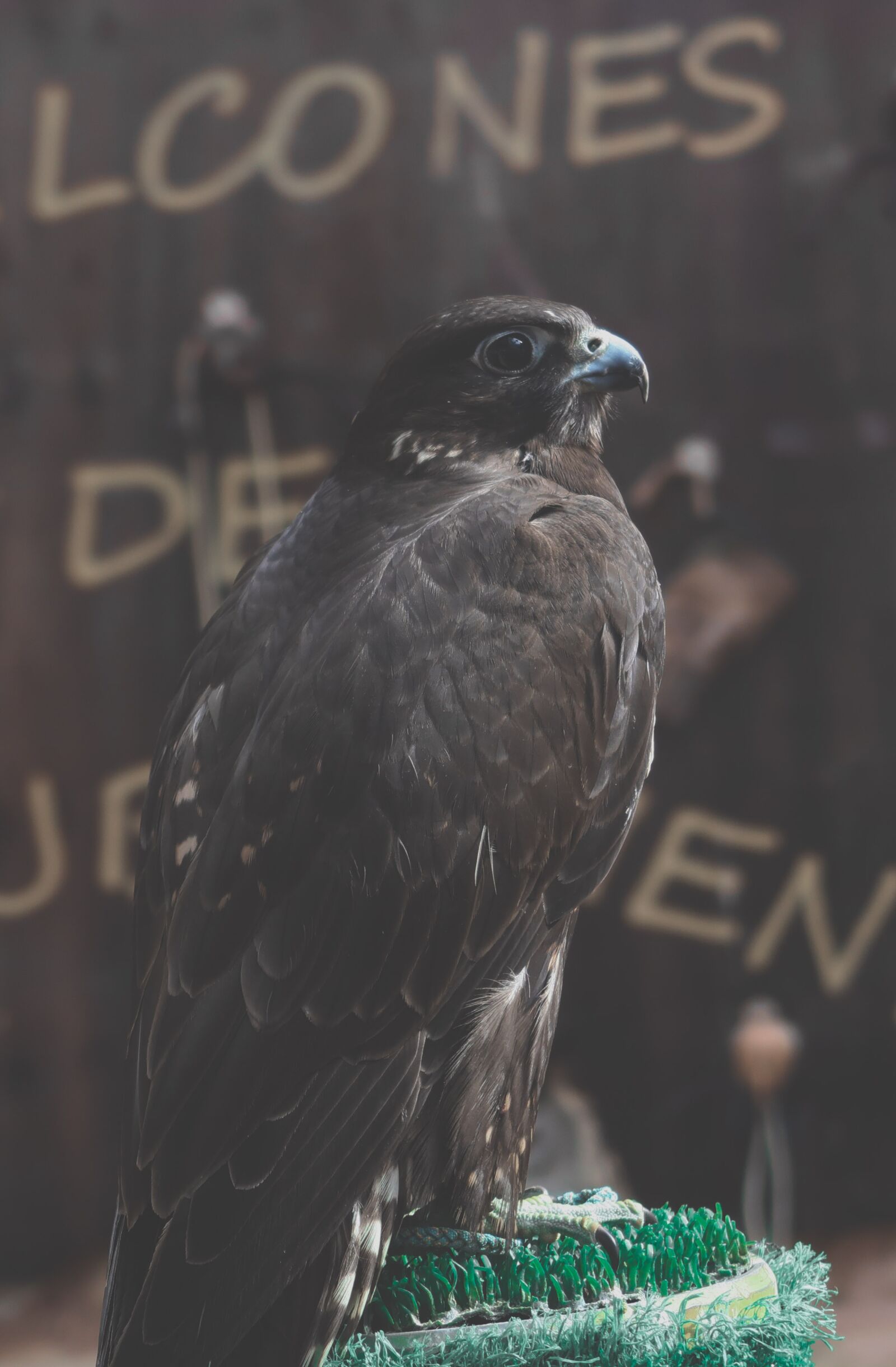 Canon PowerShot G7 X Mark II sample photo. Ave, bird, falcon photography