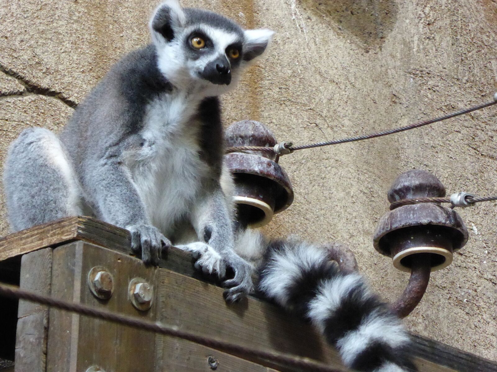 Panasonic DMC-TZ61 sample photo. Ring tailed lemur, lemur photography