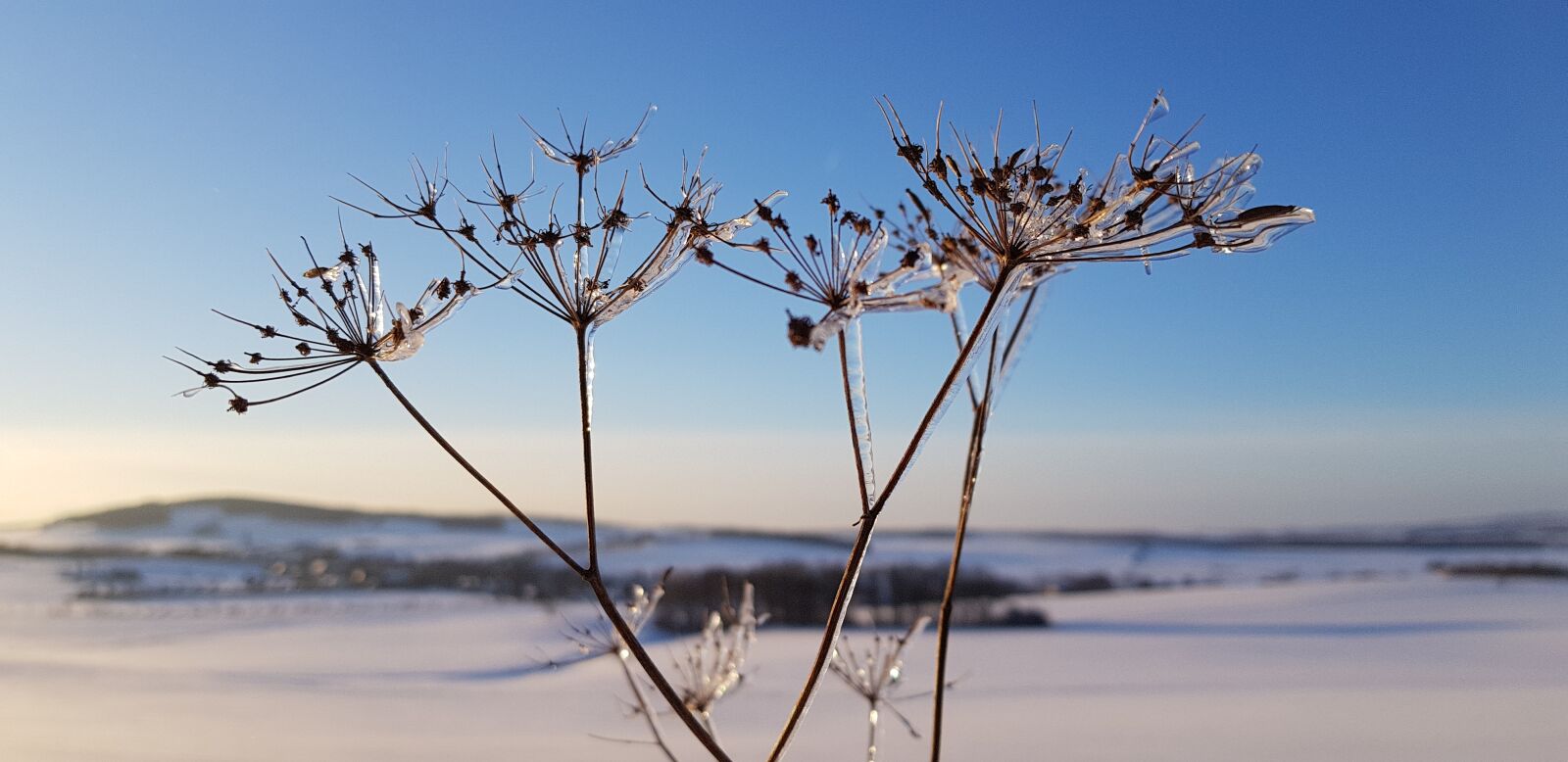 Samsung Galaxy S8+ sample photo. Snow, flower, winter photography