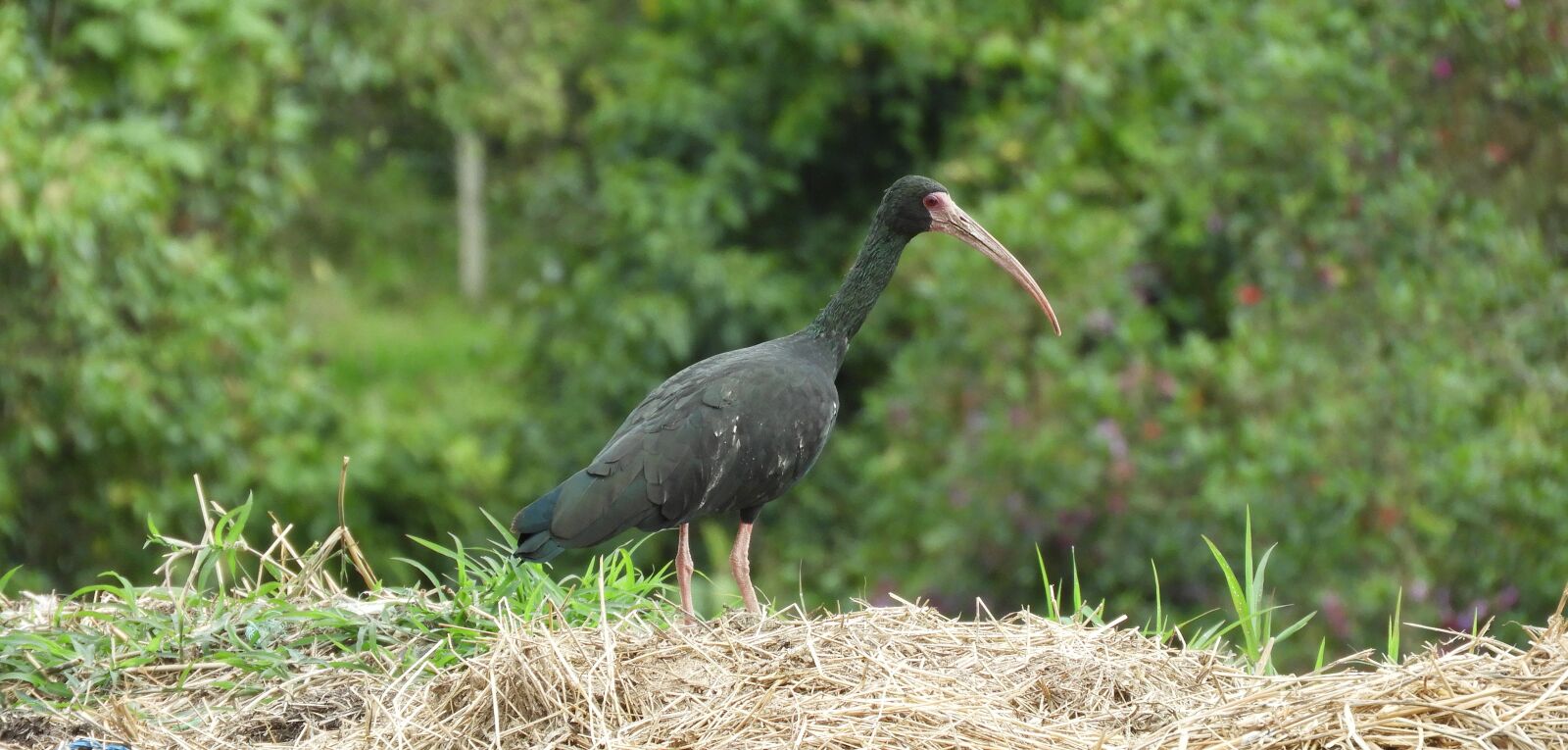 Nikon Coolpix B700 sample photo. Fauna, ave, ibis photography