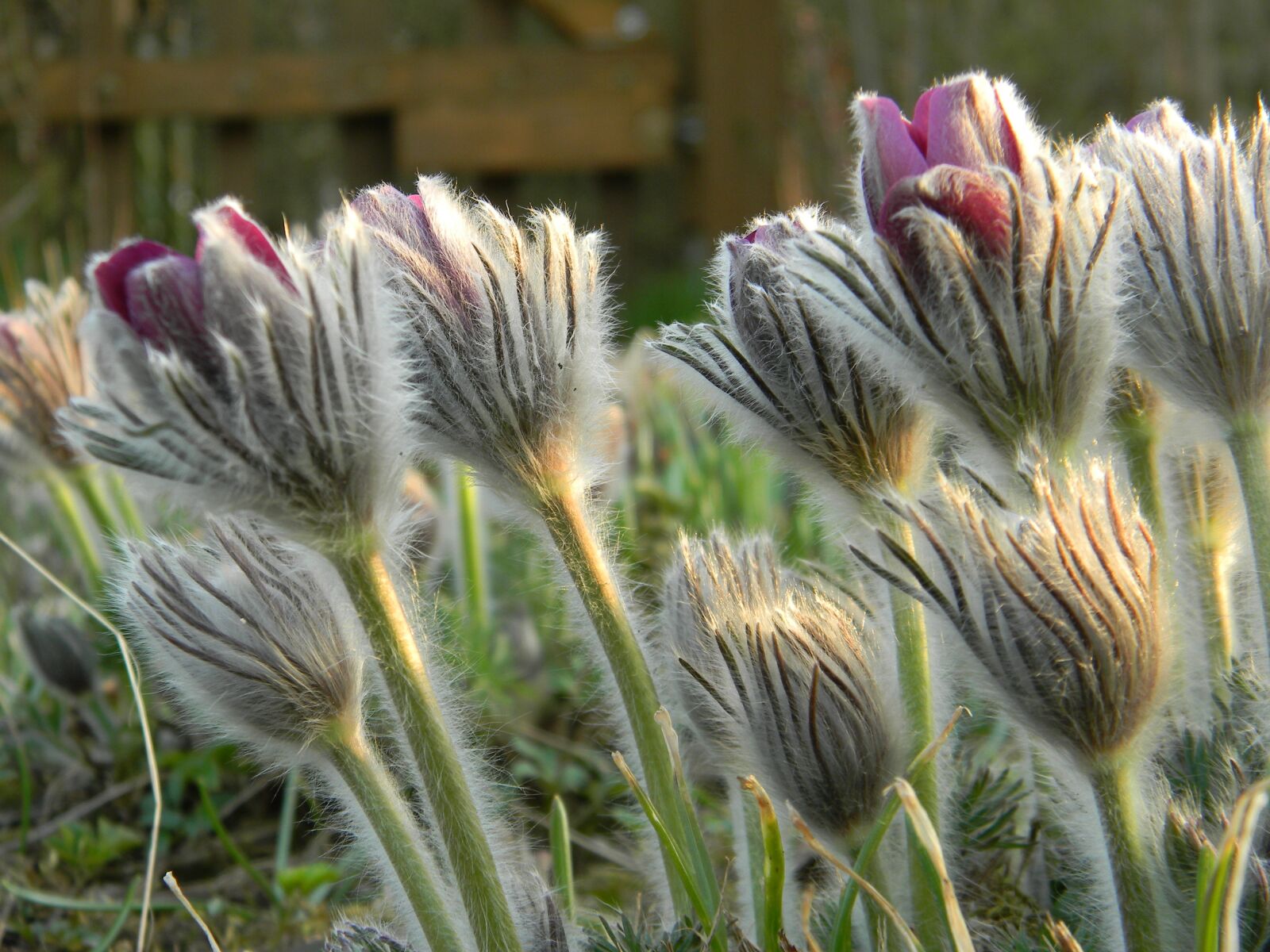 Nikon Coolpix L110 sample photo. Flower, nature, plant photography