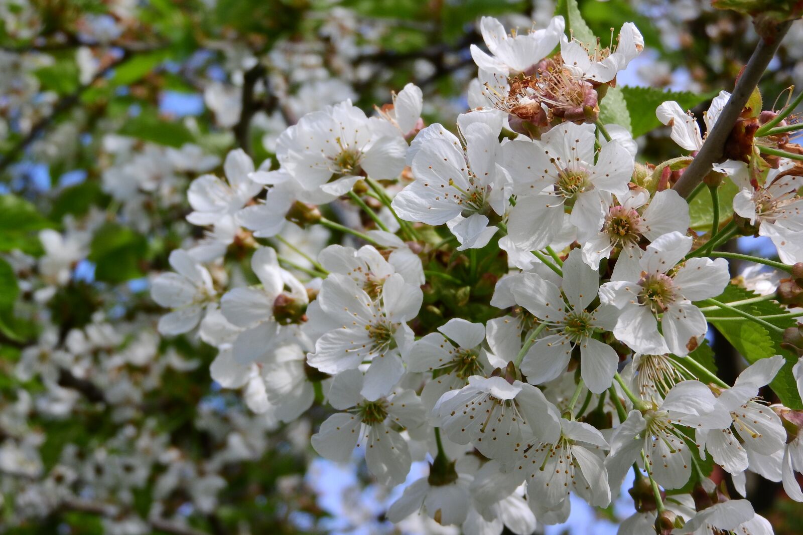 Nikon Coolpix P610 sample photo. Cherry, cherry blossoms, cherry photography