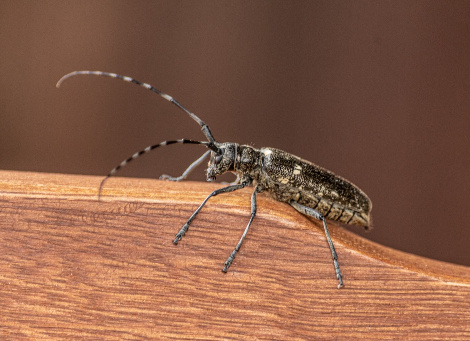 Nikon D500 sample photo. Beetle, insect, animal photography
