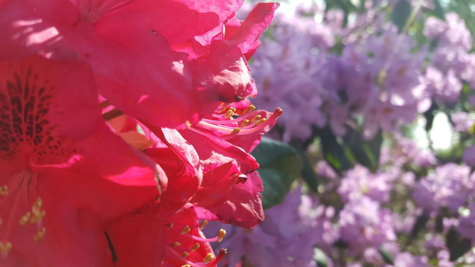 Samsung GALAXY S6 edge sample photo. Flower, blossom, bloom photography