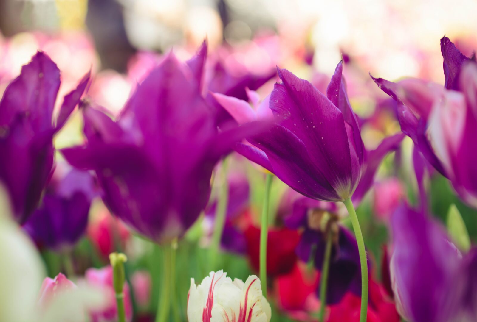 Nikon D7100 sample photo. Flower, two piece, violet photography