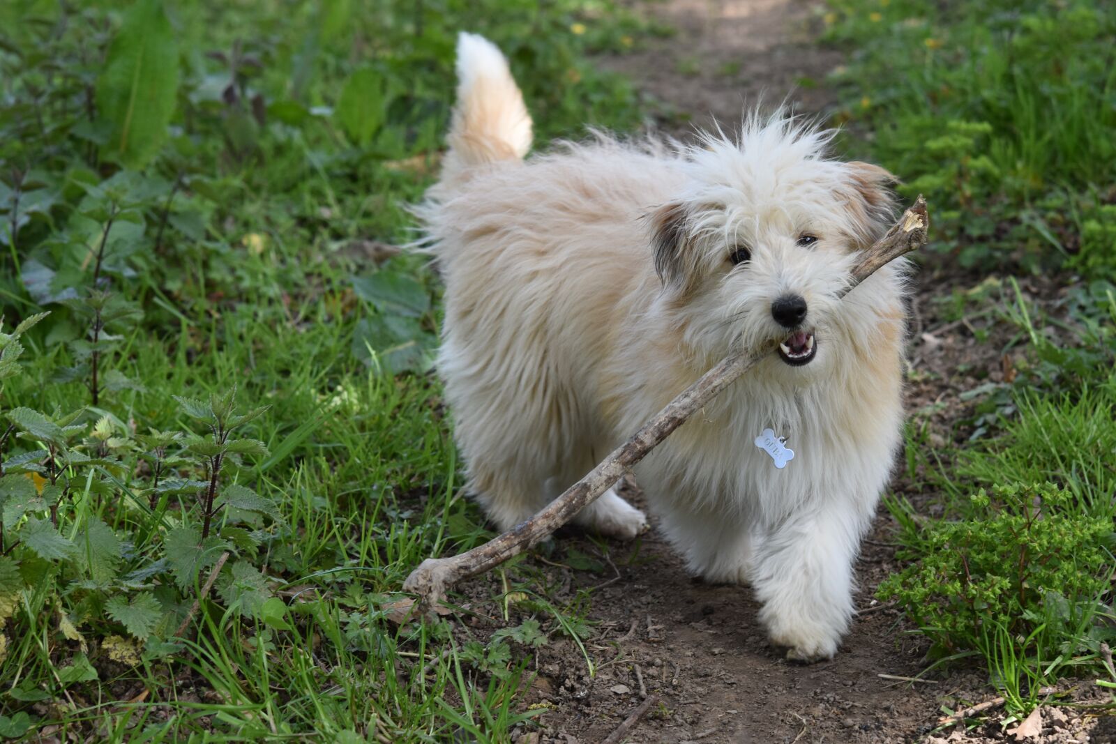 Nikon D5600 sample photo. Dog, pup, dog cross photography
