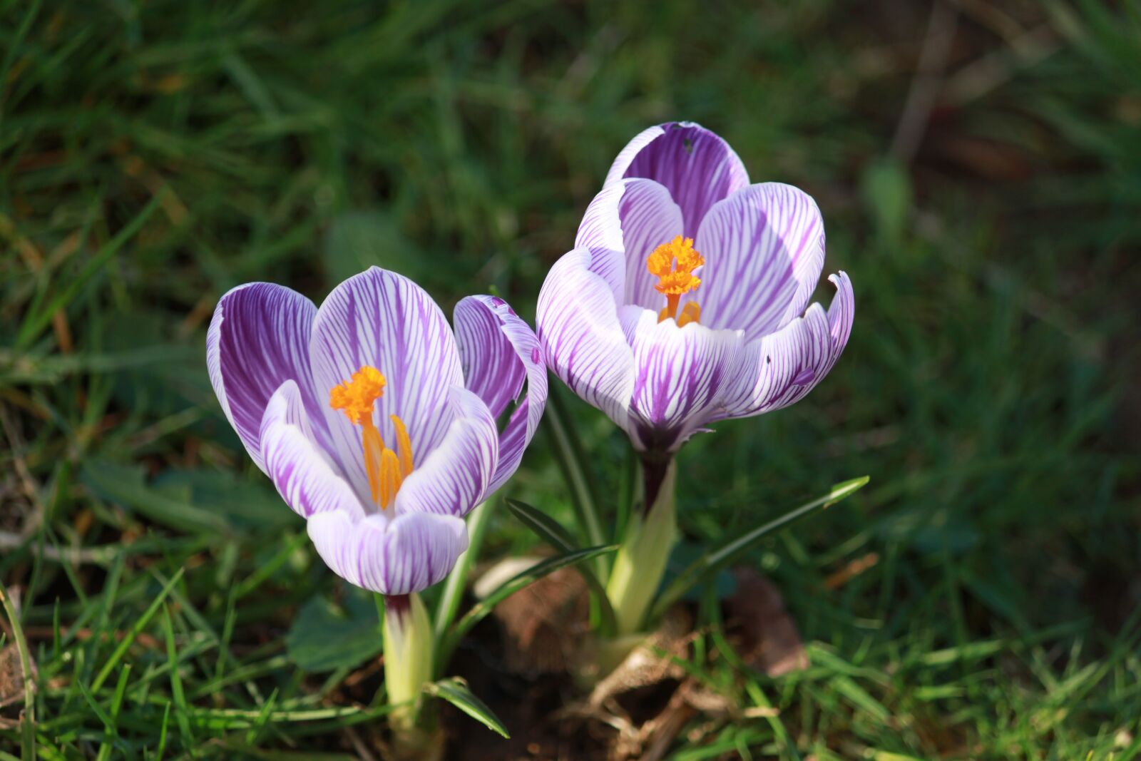 Canon EOS 500D (EOS Rebel T1i / EOS Kiss X3) sample photo. Crocus in bloom, flower photography