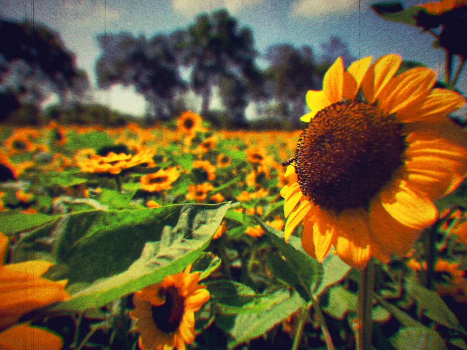 OPPO A9 2020 sample photo. Flowers, landscapes, nature photography