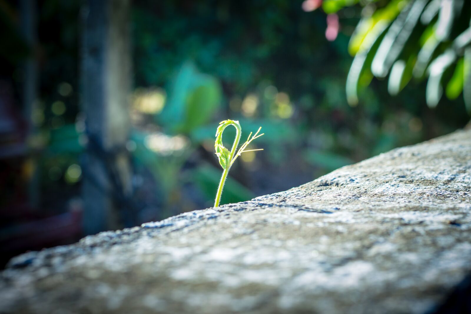 Canon EOS 700D (EOS Rebel T5i / EOS Kiss X7i) + Canon EF 50mm F1.8 STM sample photo. Macro photography, cho, small photography