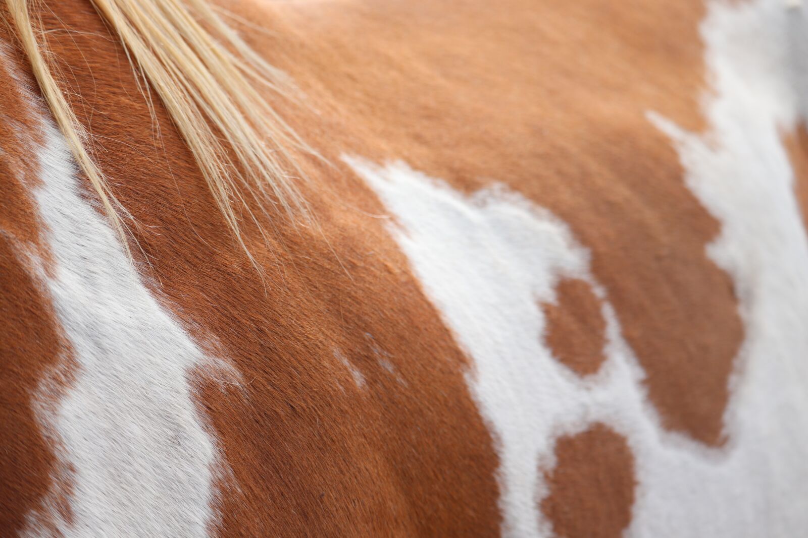 Canon EOS 800D (EOS Rebel T7i / EOS Kiss X9i) sample photo. Horse, coat, animal photography