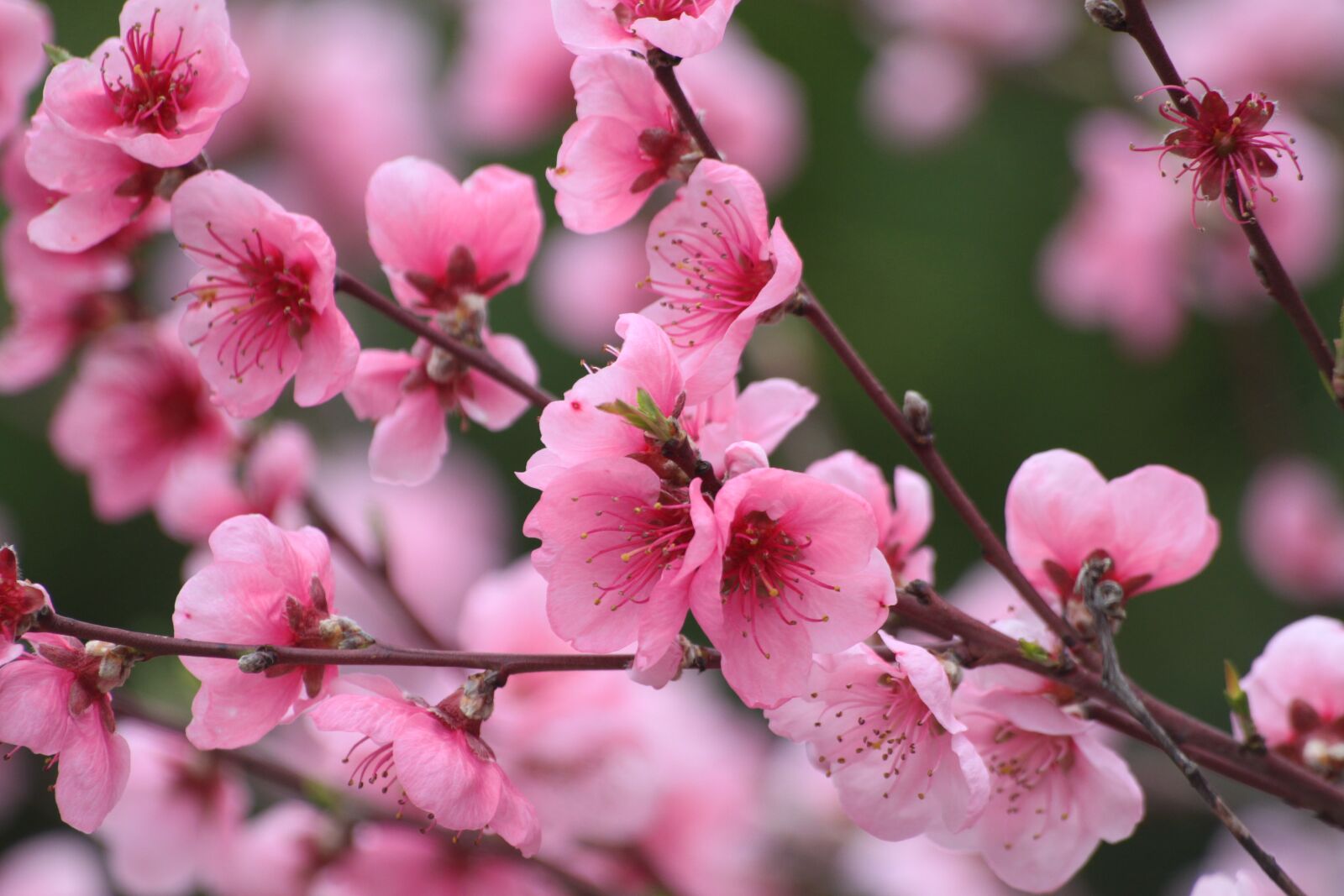 Canon EOS 500D (EOS Rebel T1i / EOS Kiss X3) sample photo. Spring, tree, flowering photography