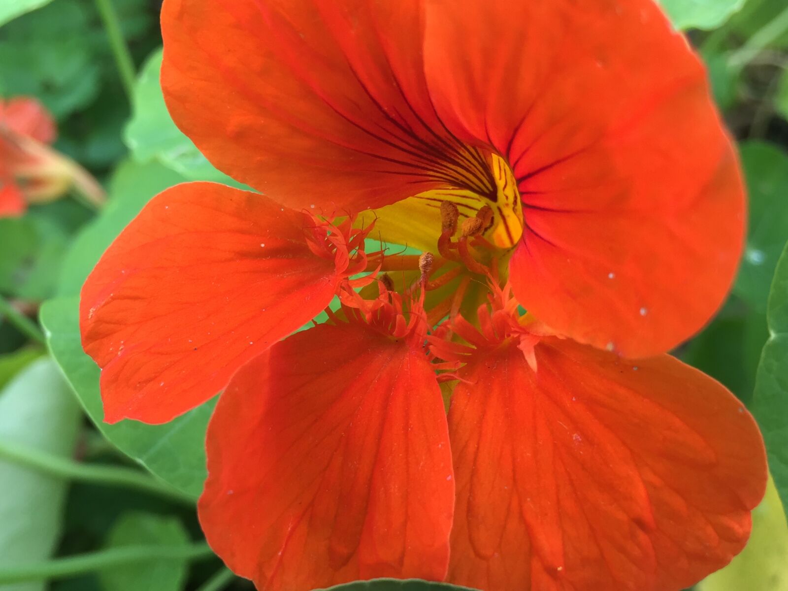Apple iPhone 6 sample photo. Nasturtium, tropaeolum, edible photography