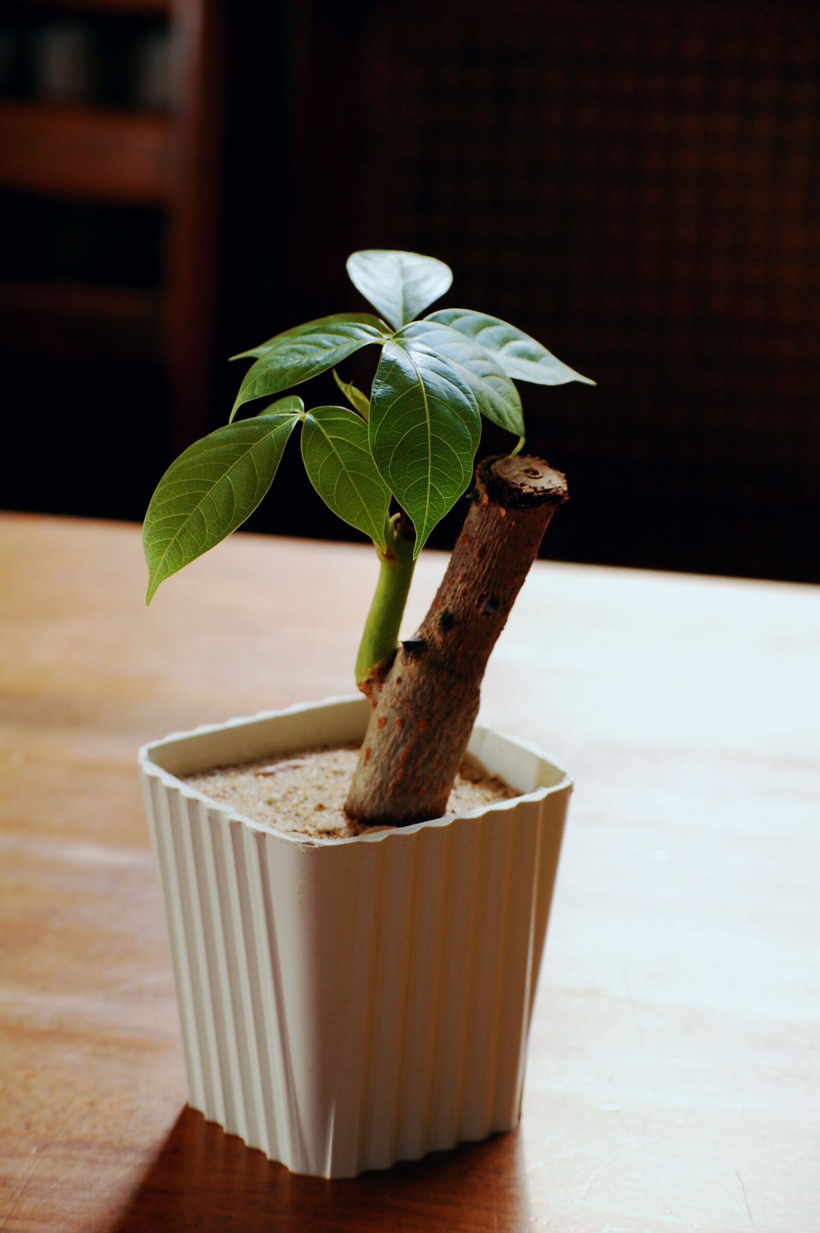 Nikon D40 sample photo. Money tree, bonsai, plant photography