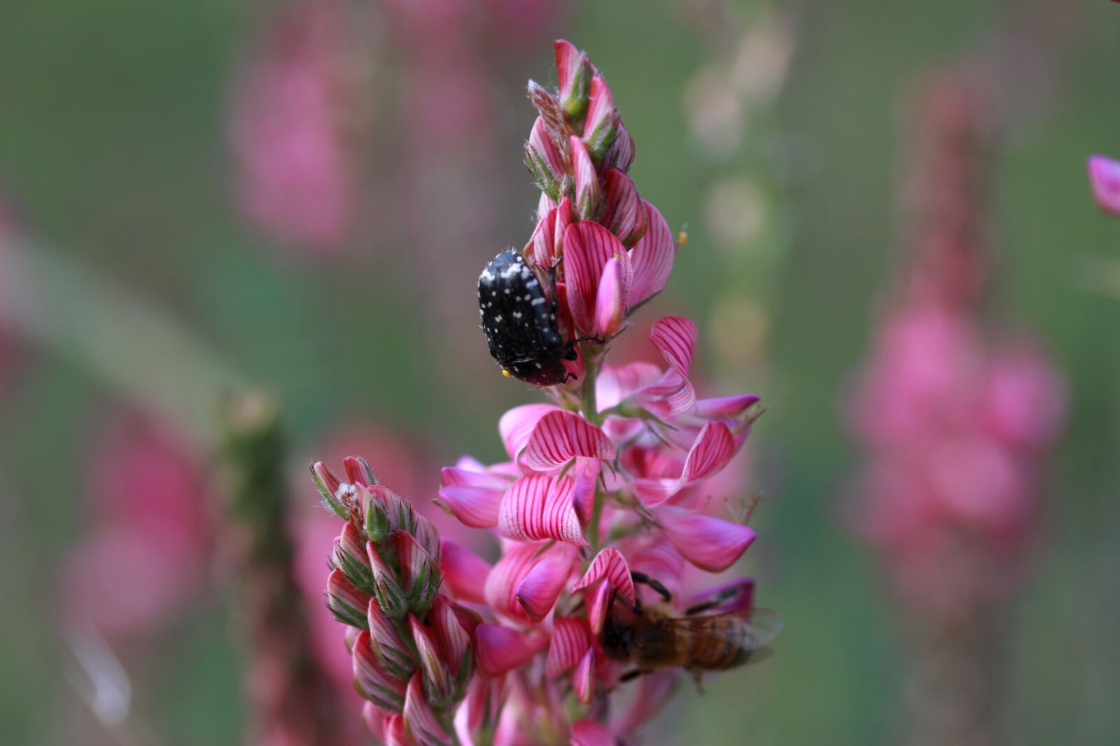 Canon EF-S 60mm F2.8 Macro USM sample photo. Flower, pink, wild photography