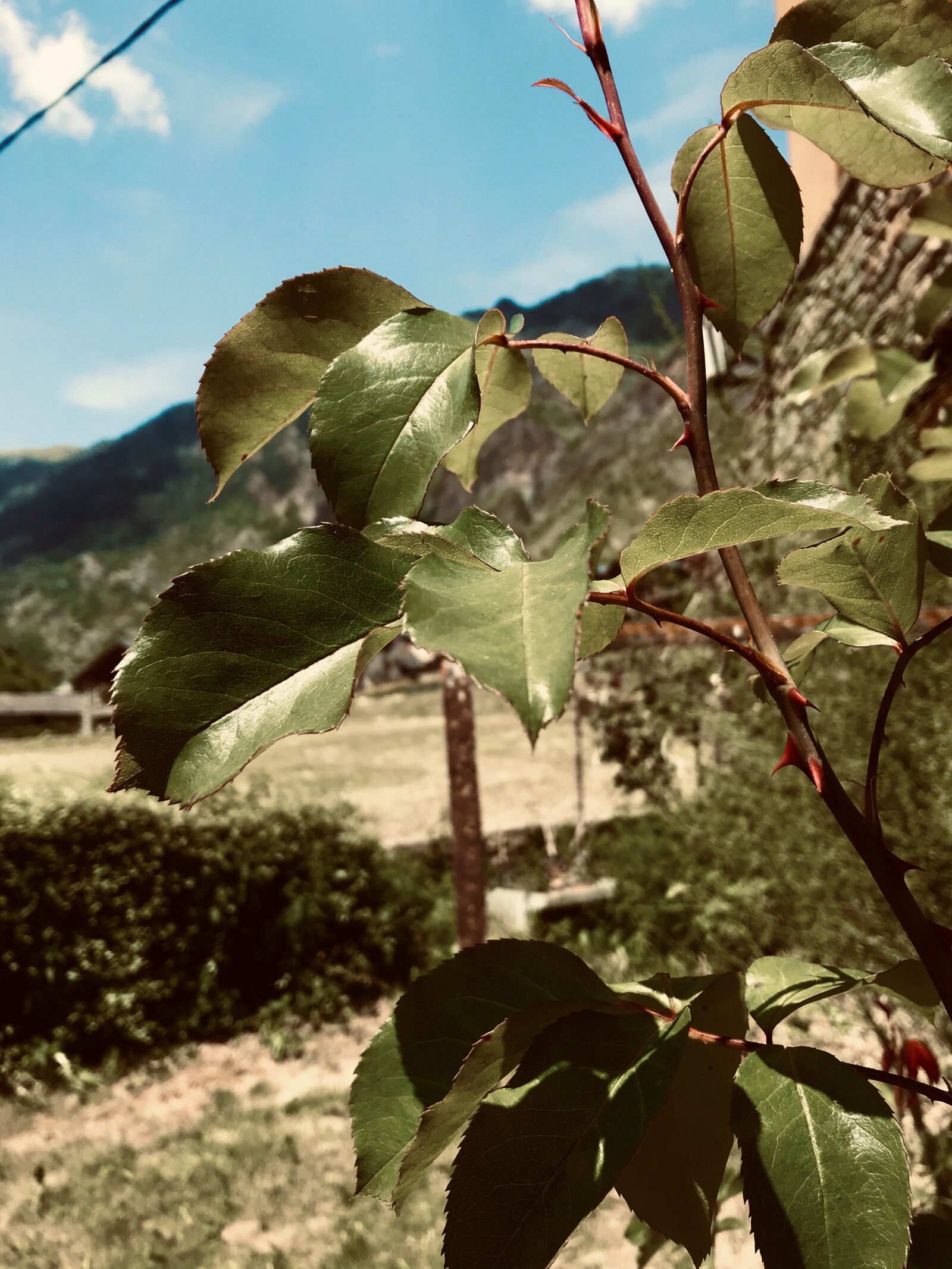 Apple iPad Pro (12.9-inch) (2nd generation) sample photo. Flowers, prado, green photography