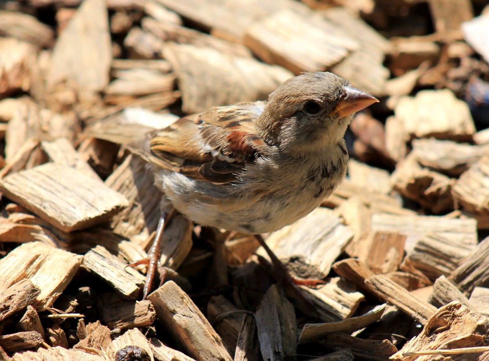 Canon EF 75-300mm f/4-5.6 sample photo. Sparrow, bird, animal photography