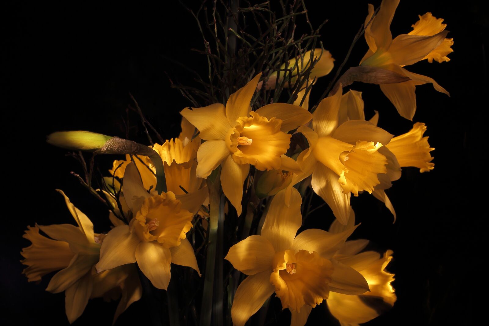 Canon EOS 650D (EOS Rebel T4i / EOS Kiss X6i) sample photo. Narcissus, daffodil, spring photography