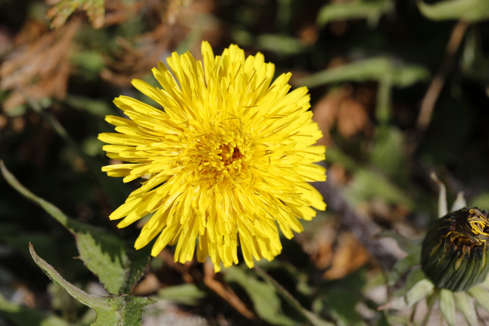 Canon EF 100mm F2.8L Macro IS USM sample photo. Spring, sprout, engine photography