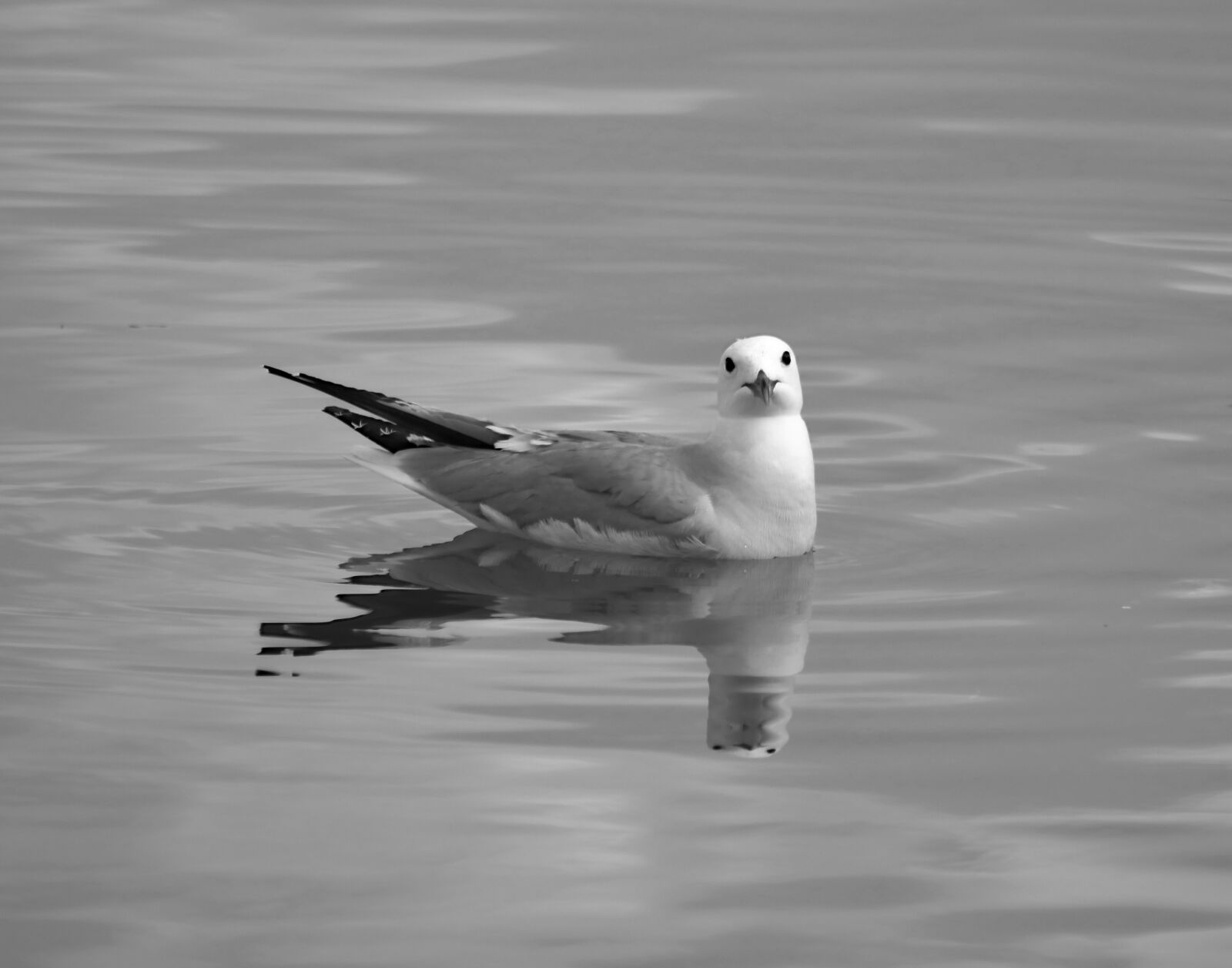 Canon EOS 750D (EOS Rebel T6i / EOS Kiss X8i) sample photo. Seagull, animal, wild photography