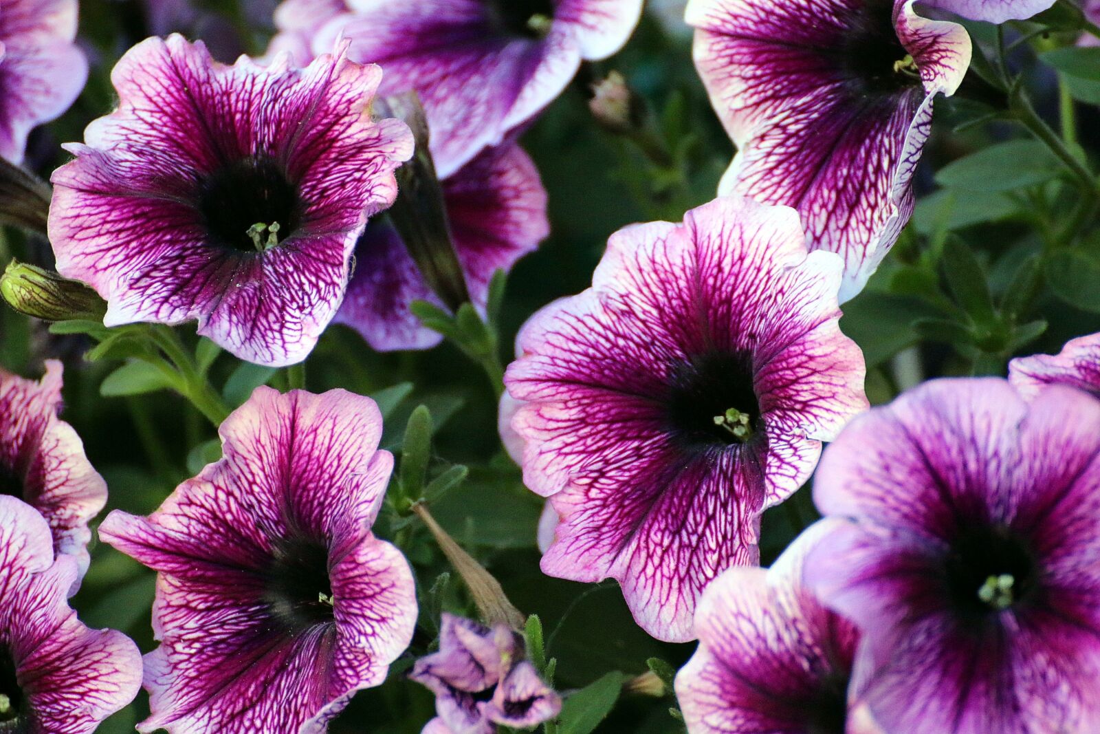 Canon EOS 70D sample photo. Petunia, purple, flowers photography