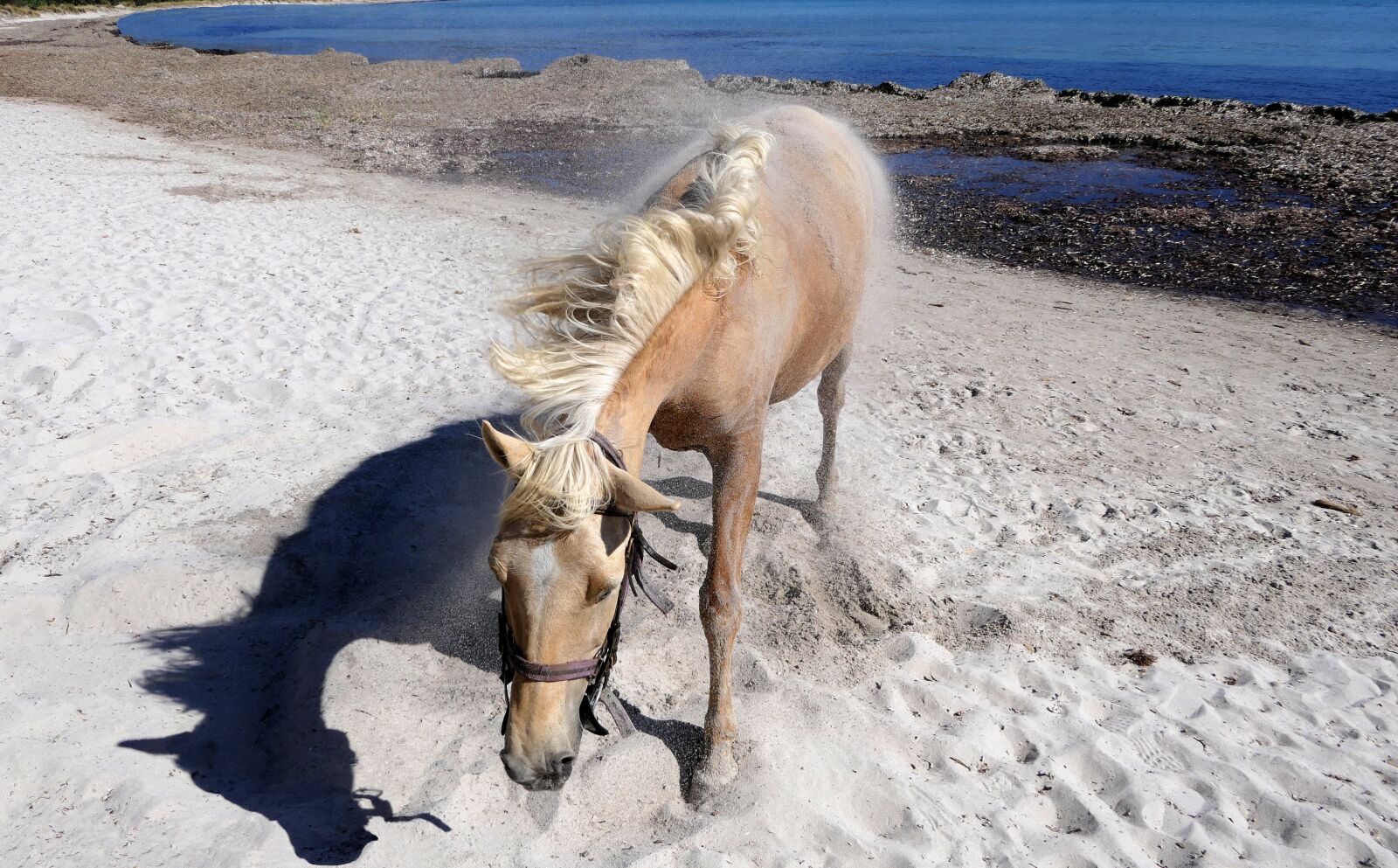 Panasonic Lumix DMC-FZ2500 (Lumix DMC-FZ2000) sample photo. Horse, beach, shakes photography