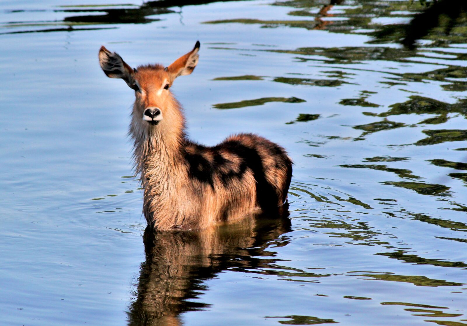 Canon EOS 550D (EOS Rebel T2i / EOS Kiss X4) sample photo. The antelope, waterbuck, africa photography