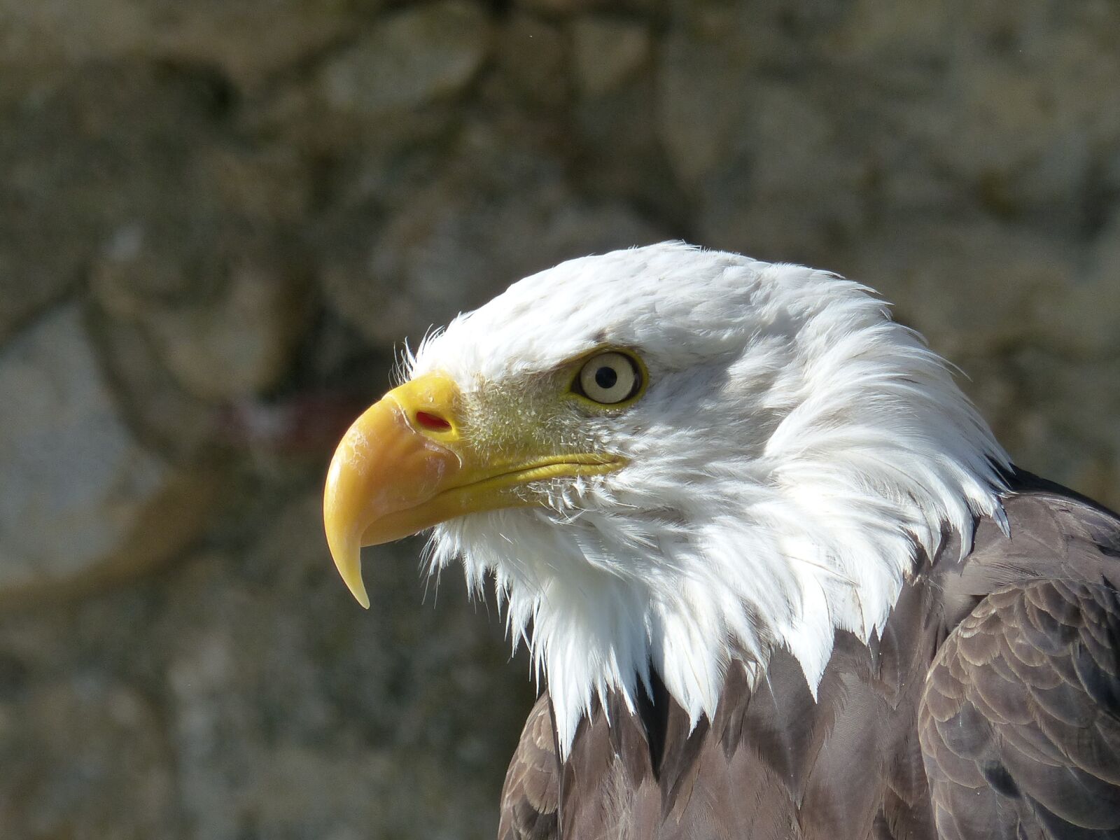 Panasonic Lumix DMC-FZ200 sample photo. Adler, bird of prey photography